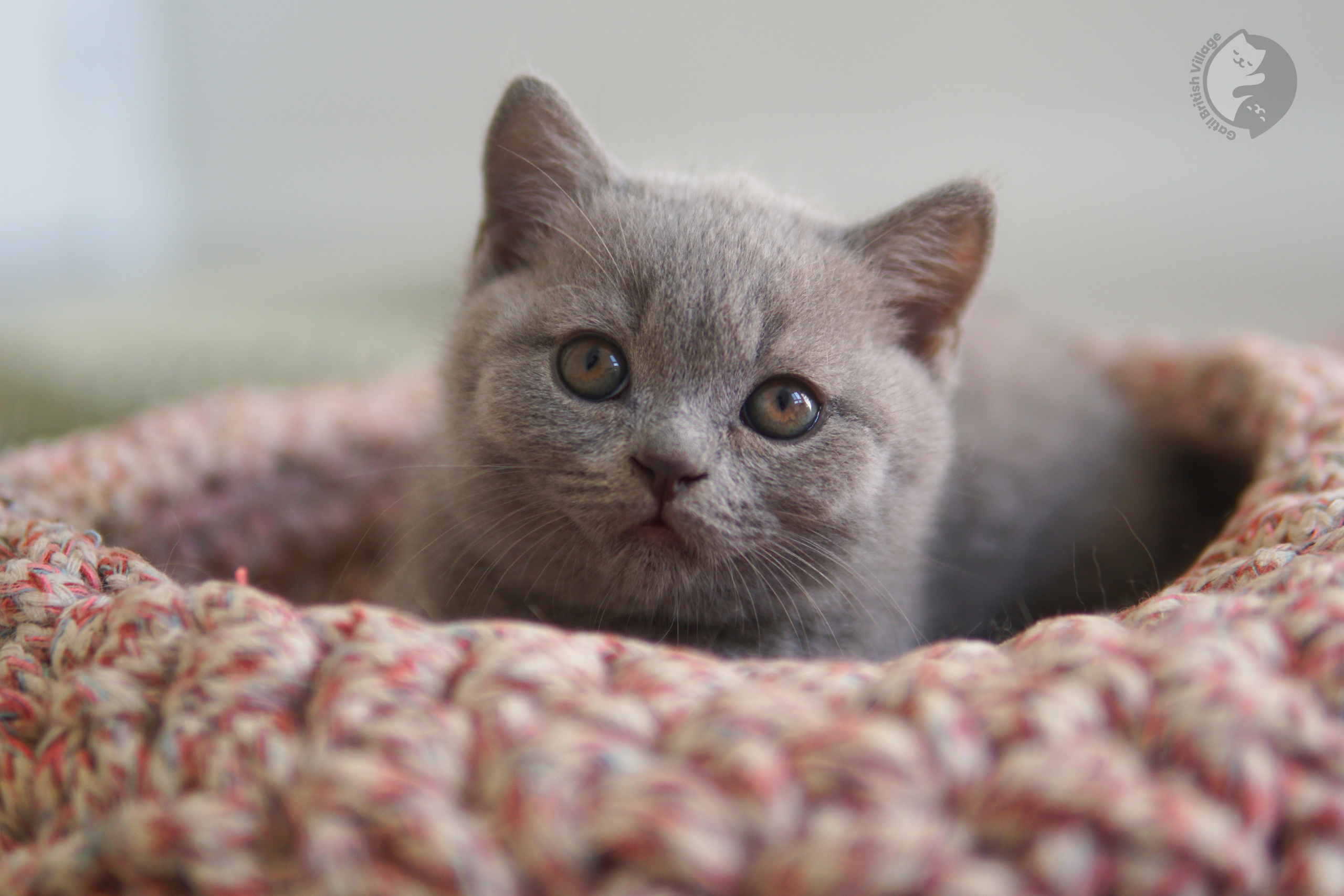 Filhote de British Shorthair