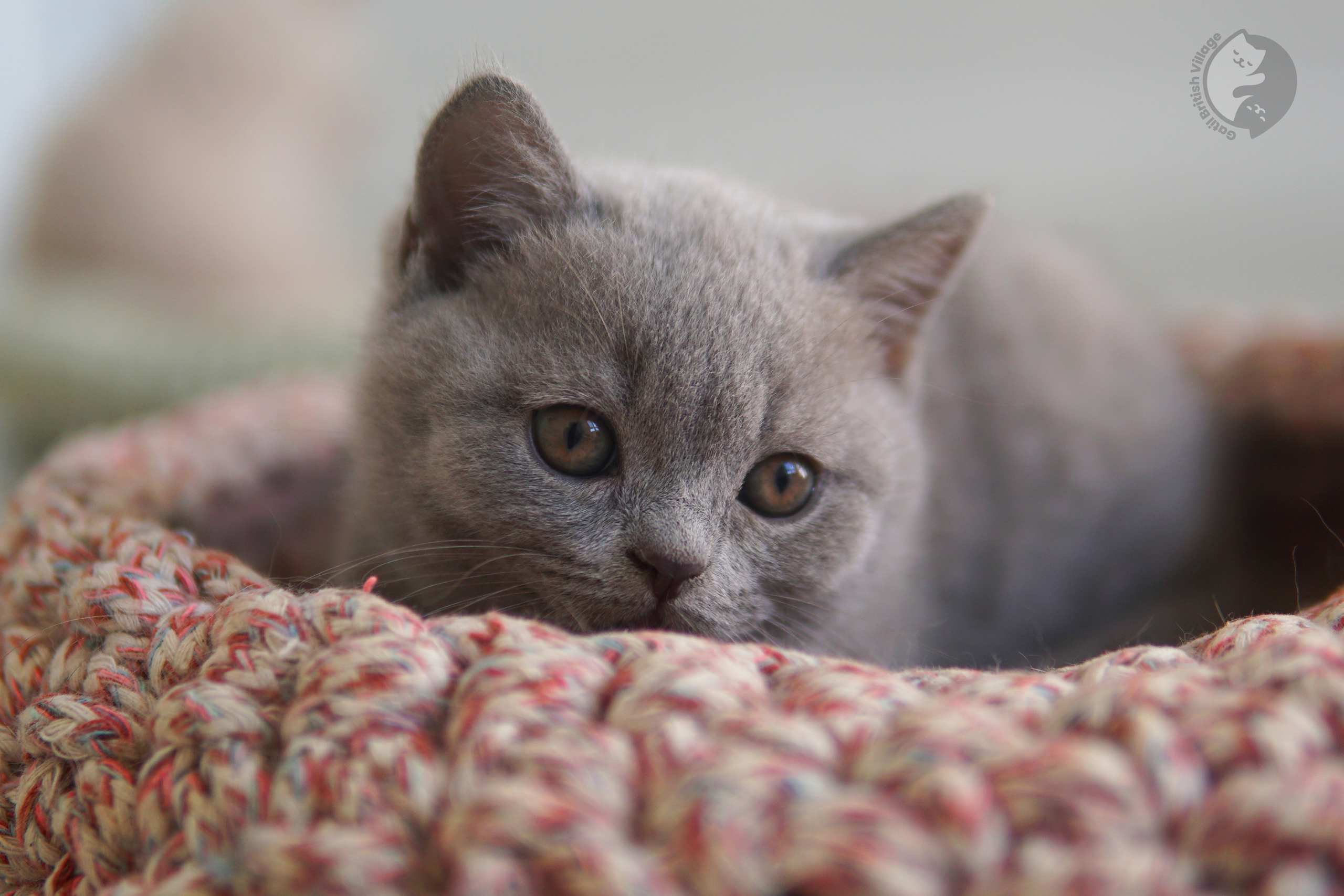 Filhote de British Shorthair