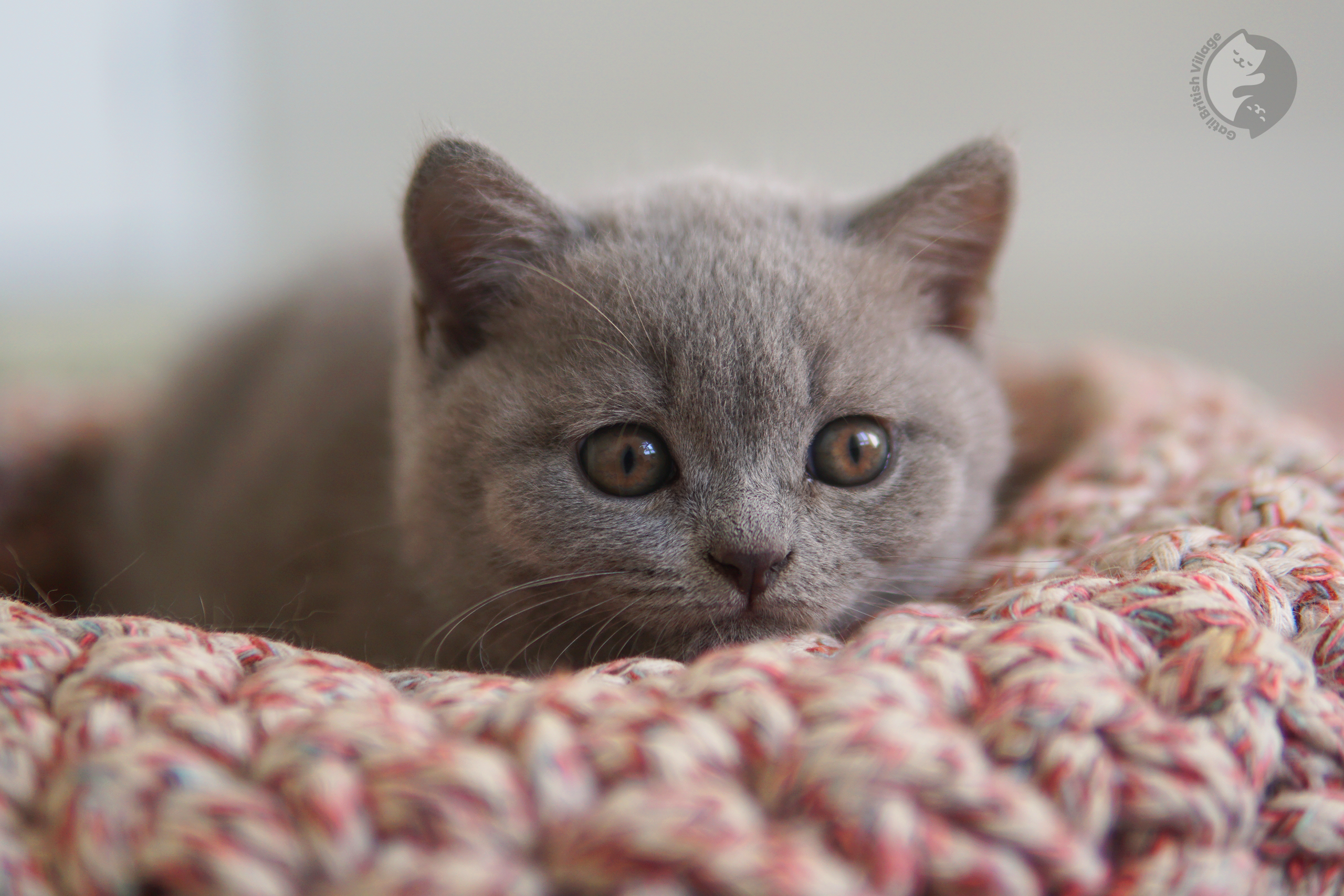 Filhote de British Shorthair