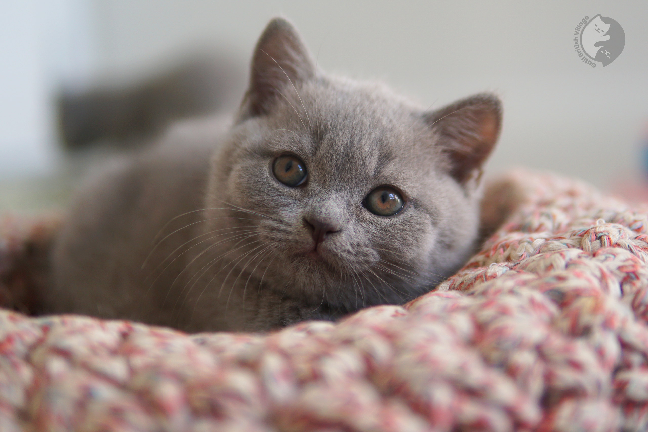 Filhote de British Shorthair