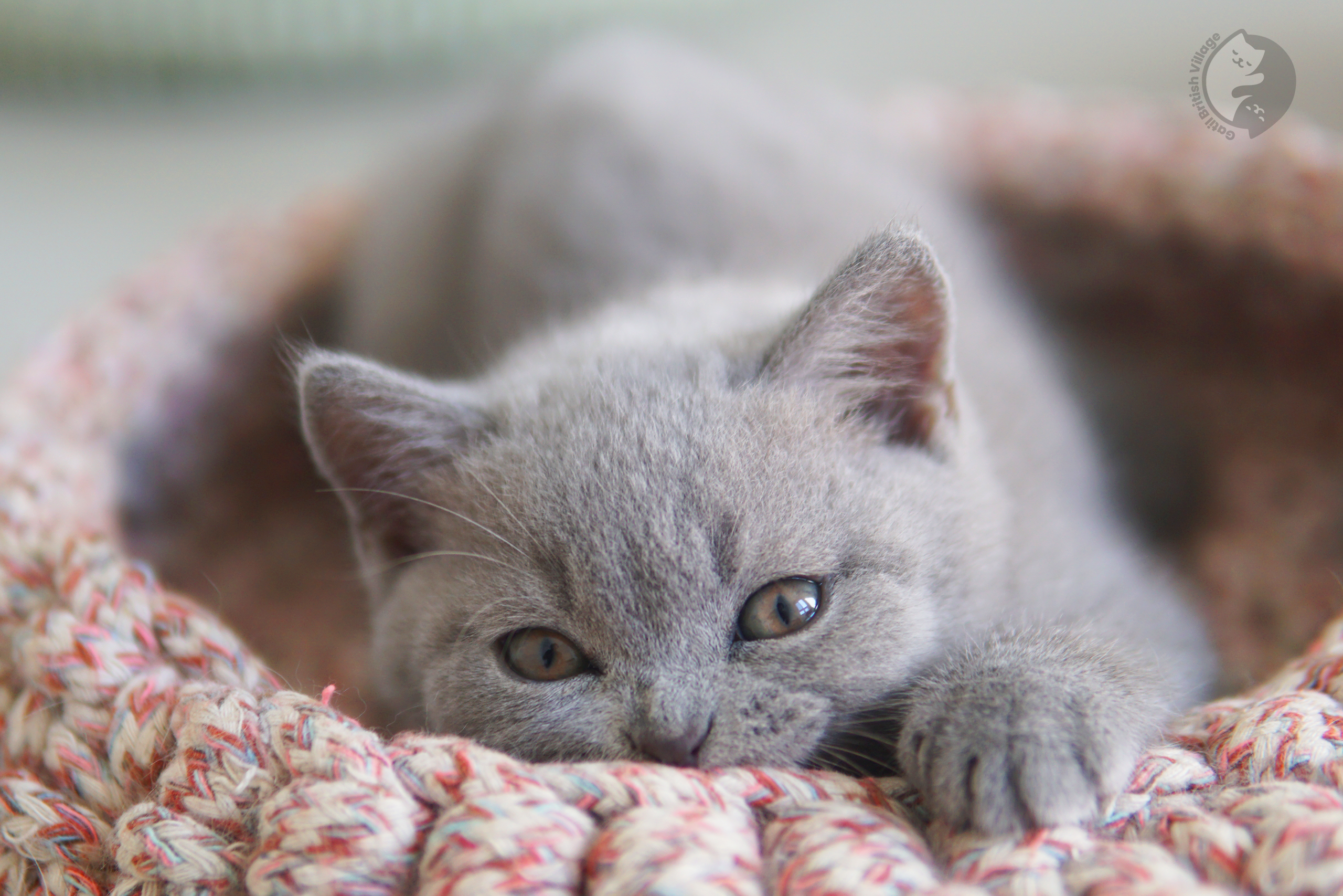 Filhote de British Shorthair