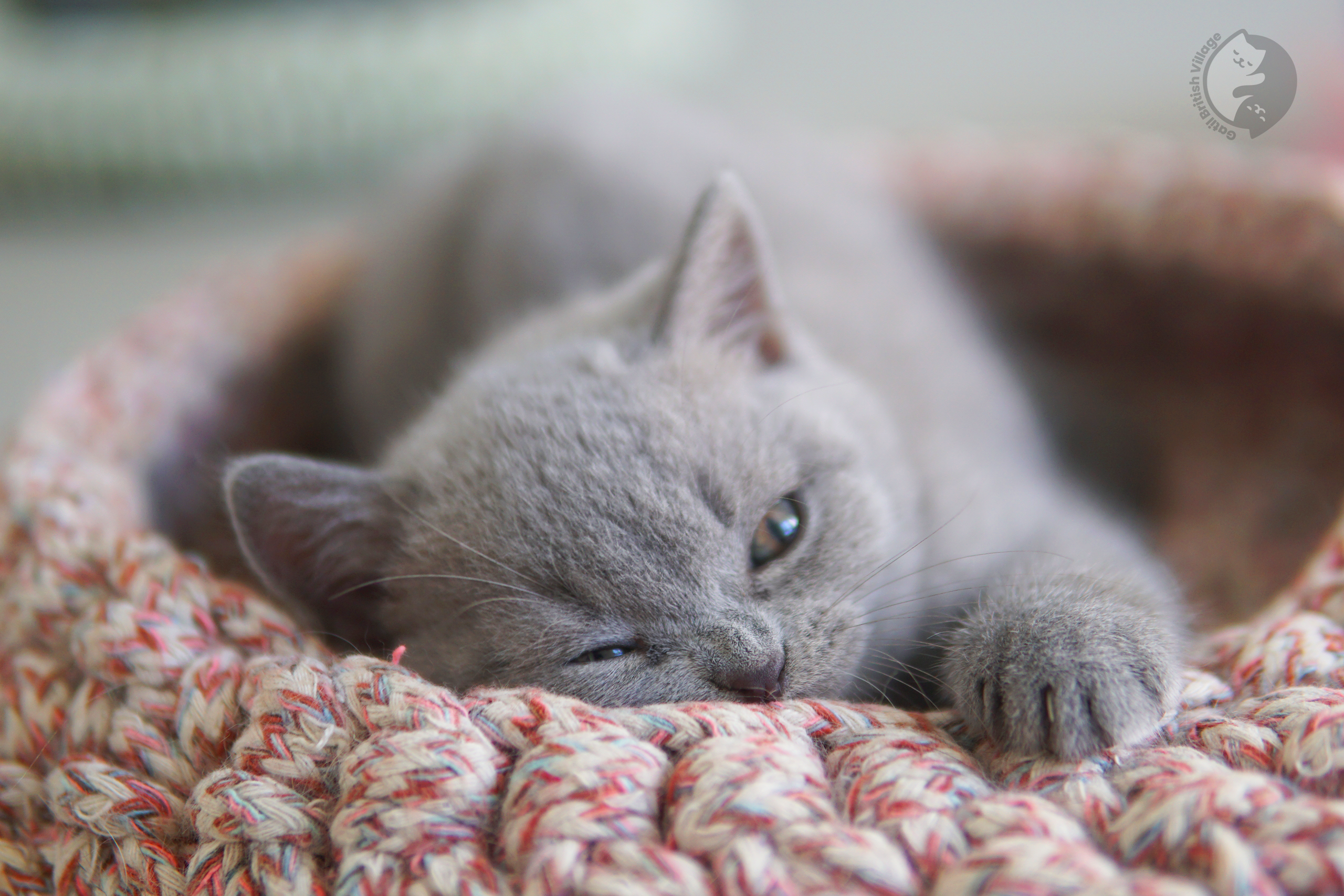 Filhote de British Shorthair