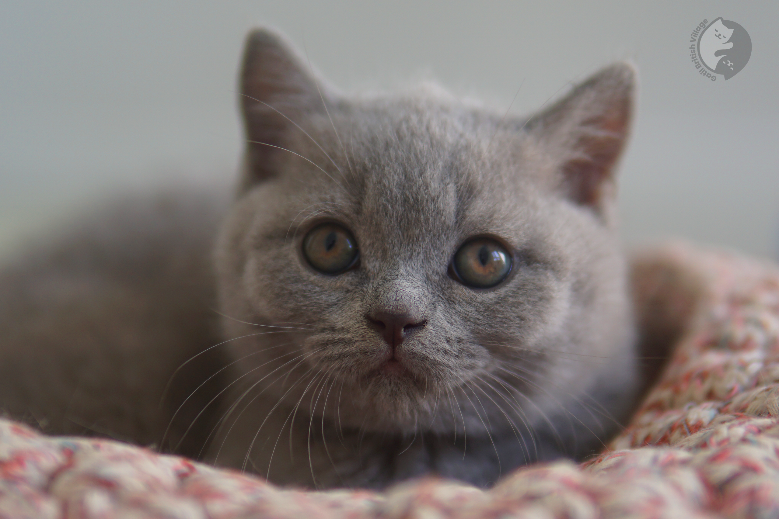 Filhote de British Shorthair