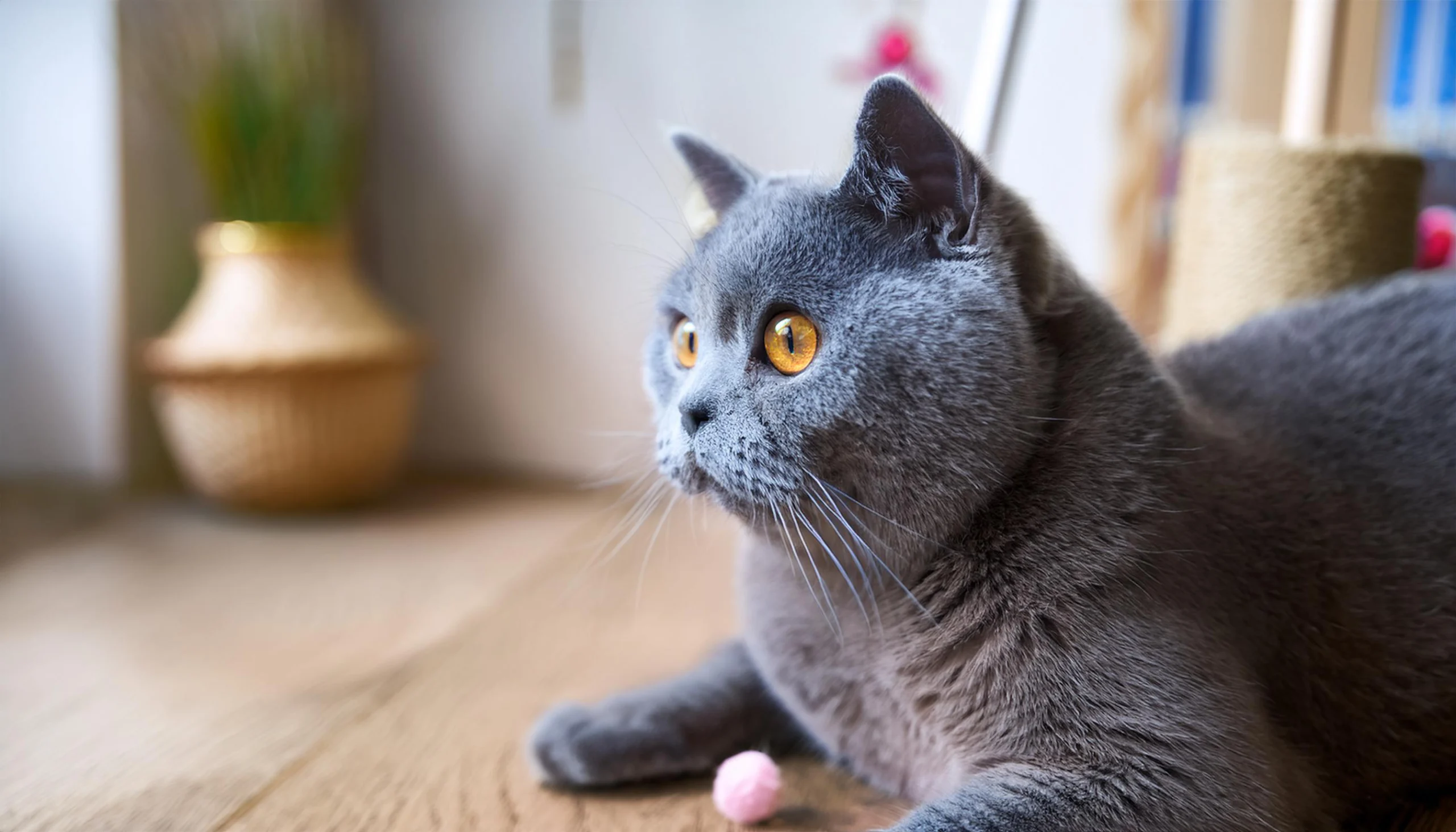 Ambiente seguro e estimulante para British Shorthair