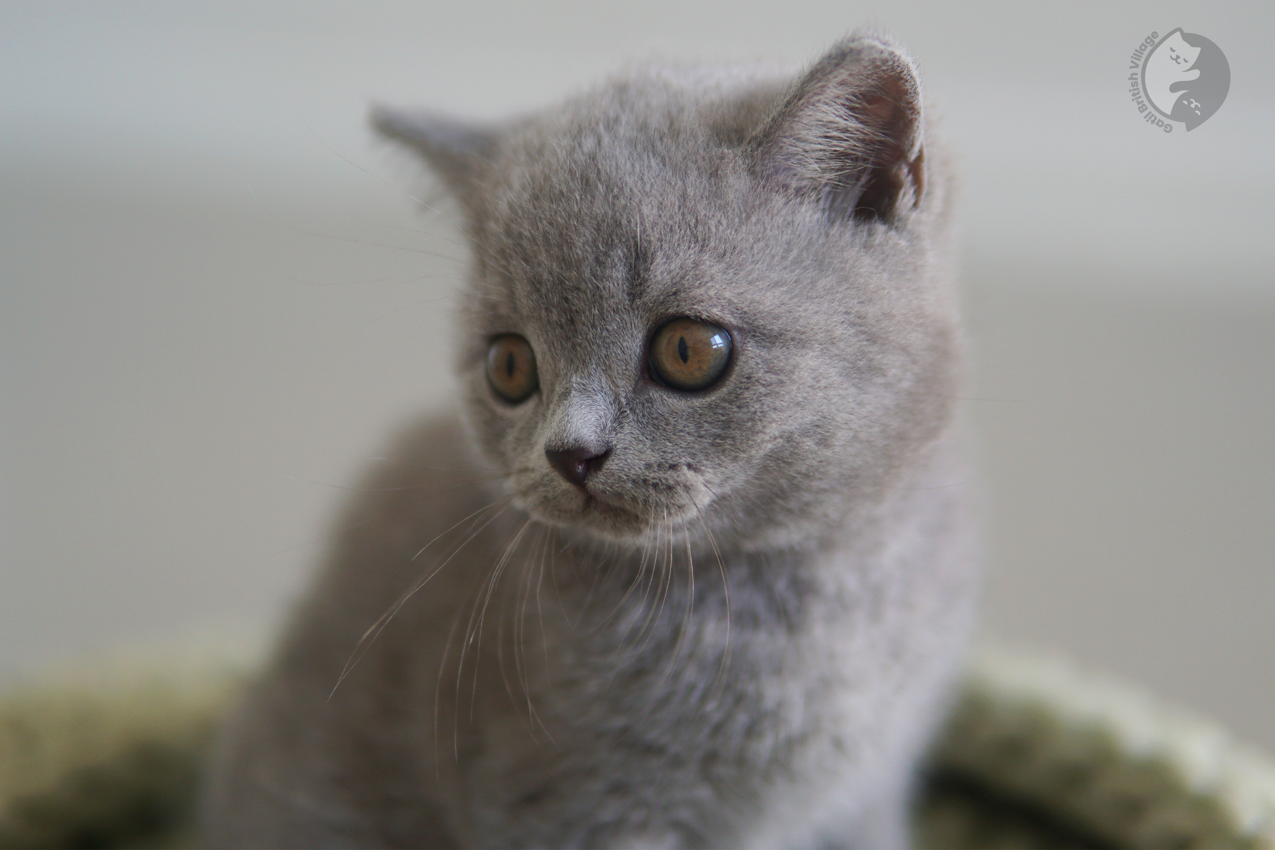 Filhote de British Shorthair