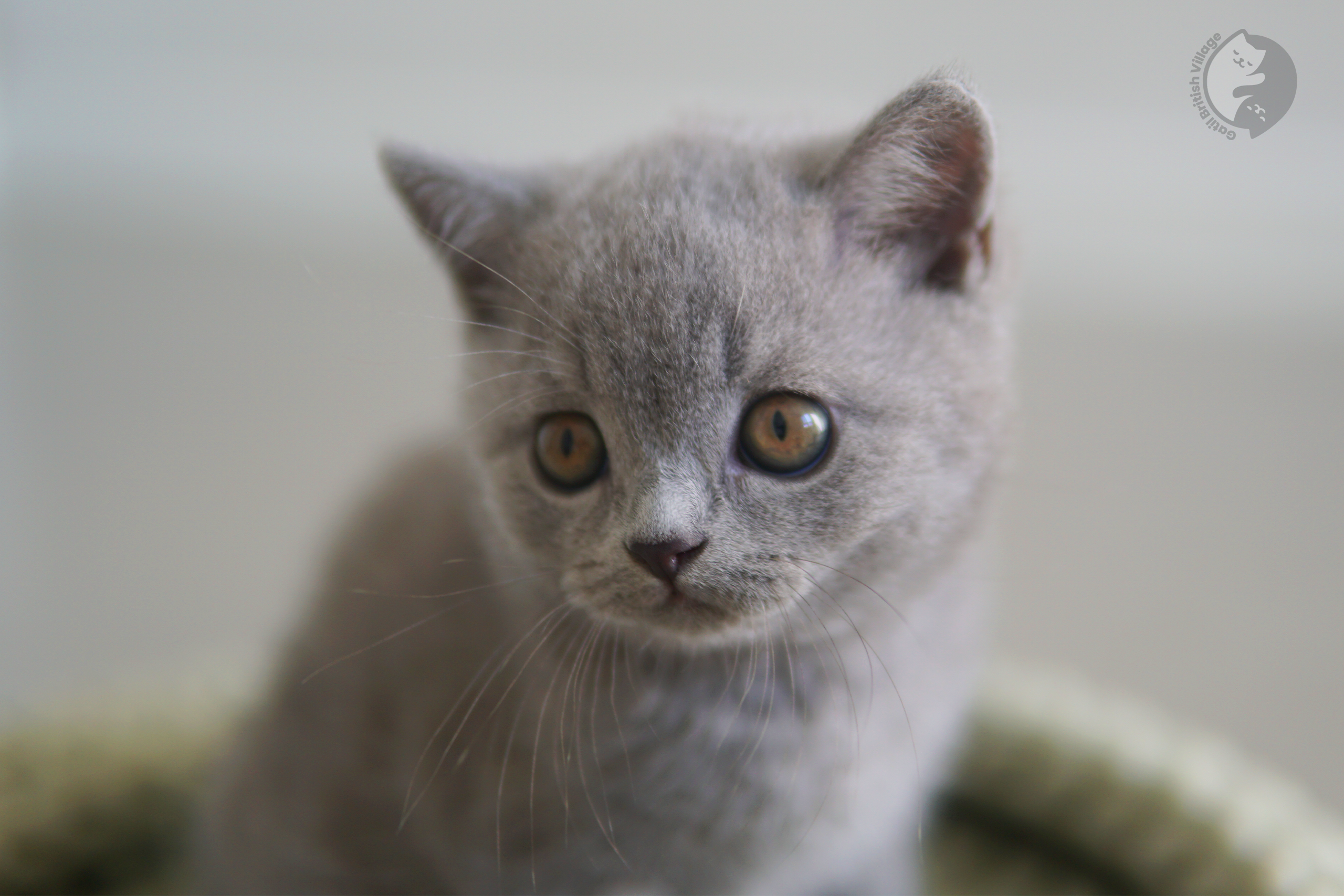 Filhote de British Shorthair