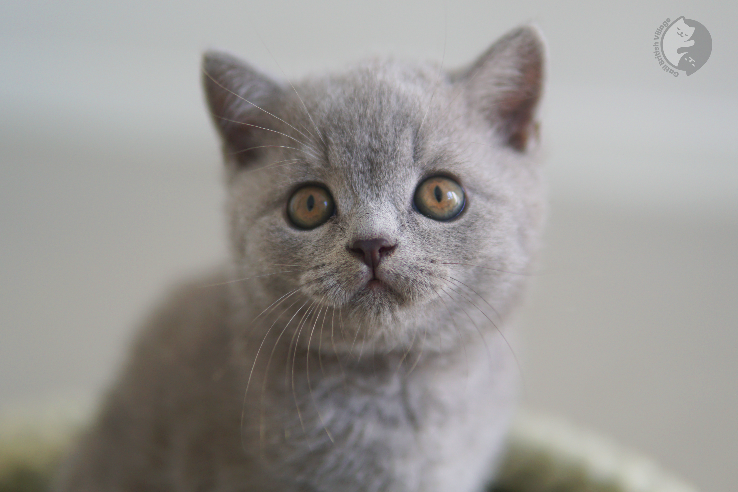 Filhote de British Shorthair