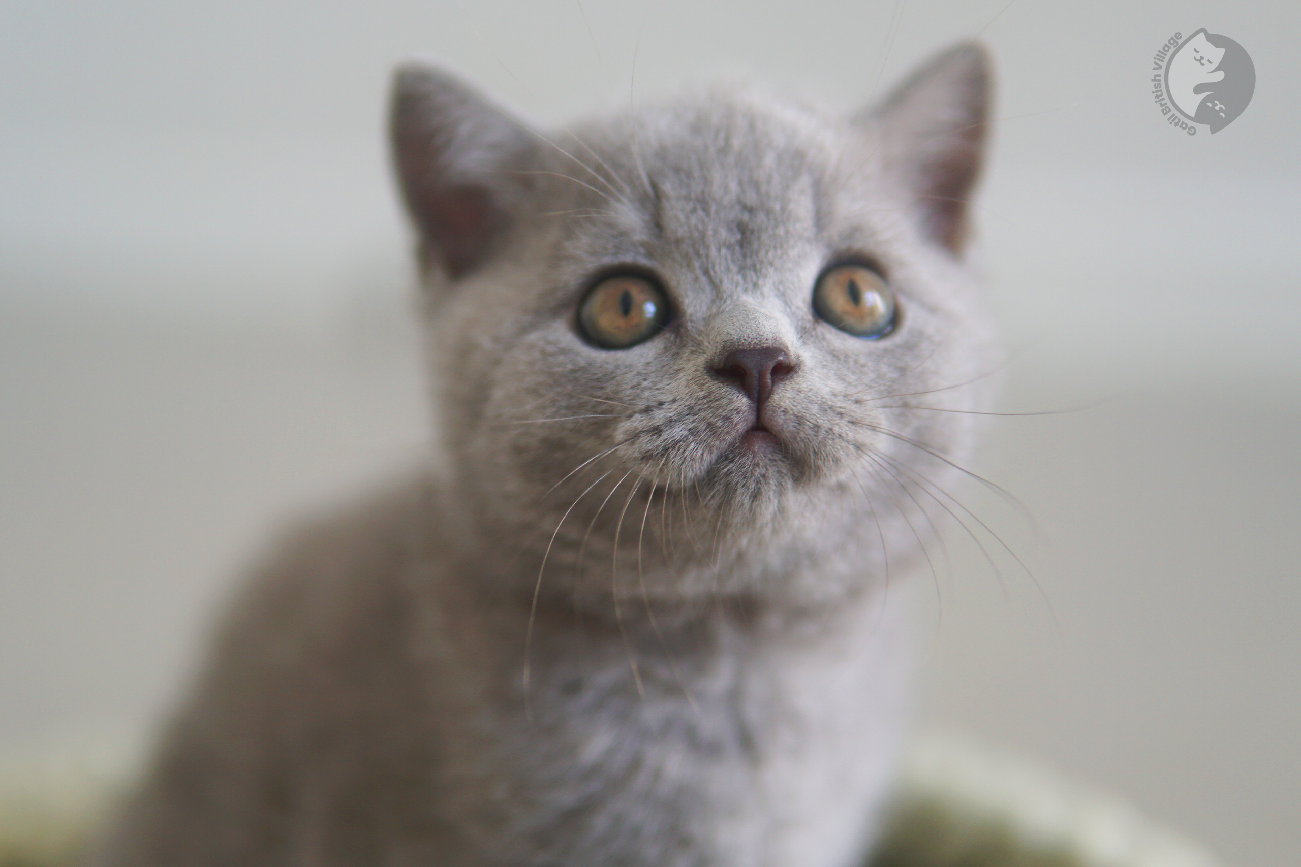 Filhote de British Shorthair