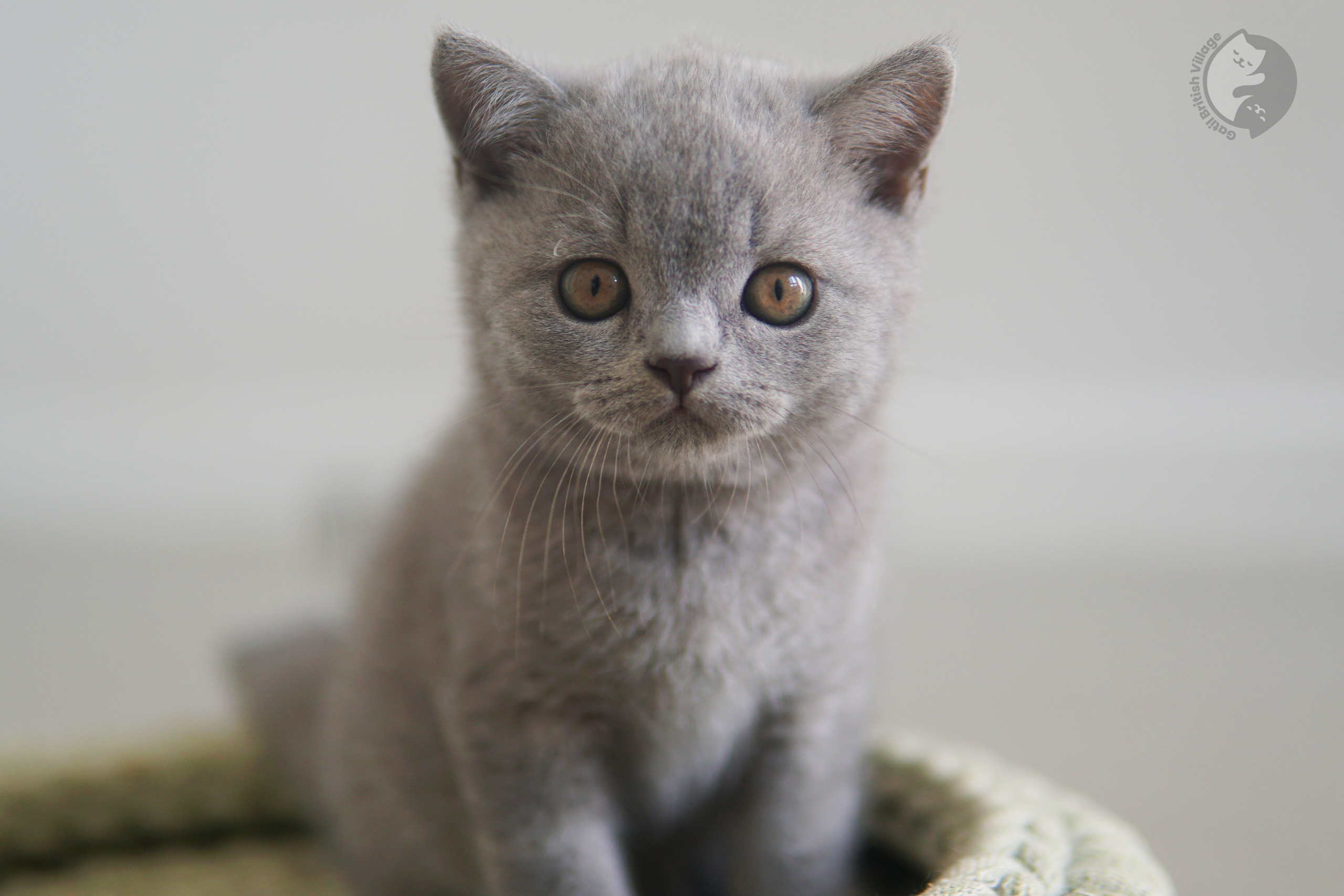 Filhote de British Shorthair