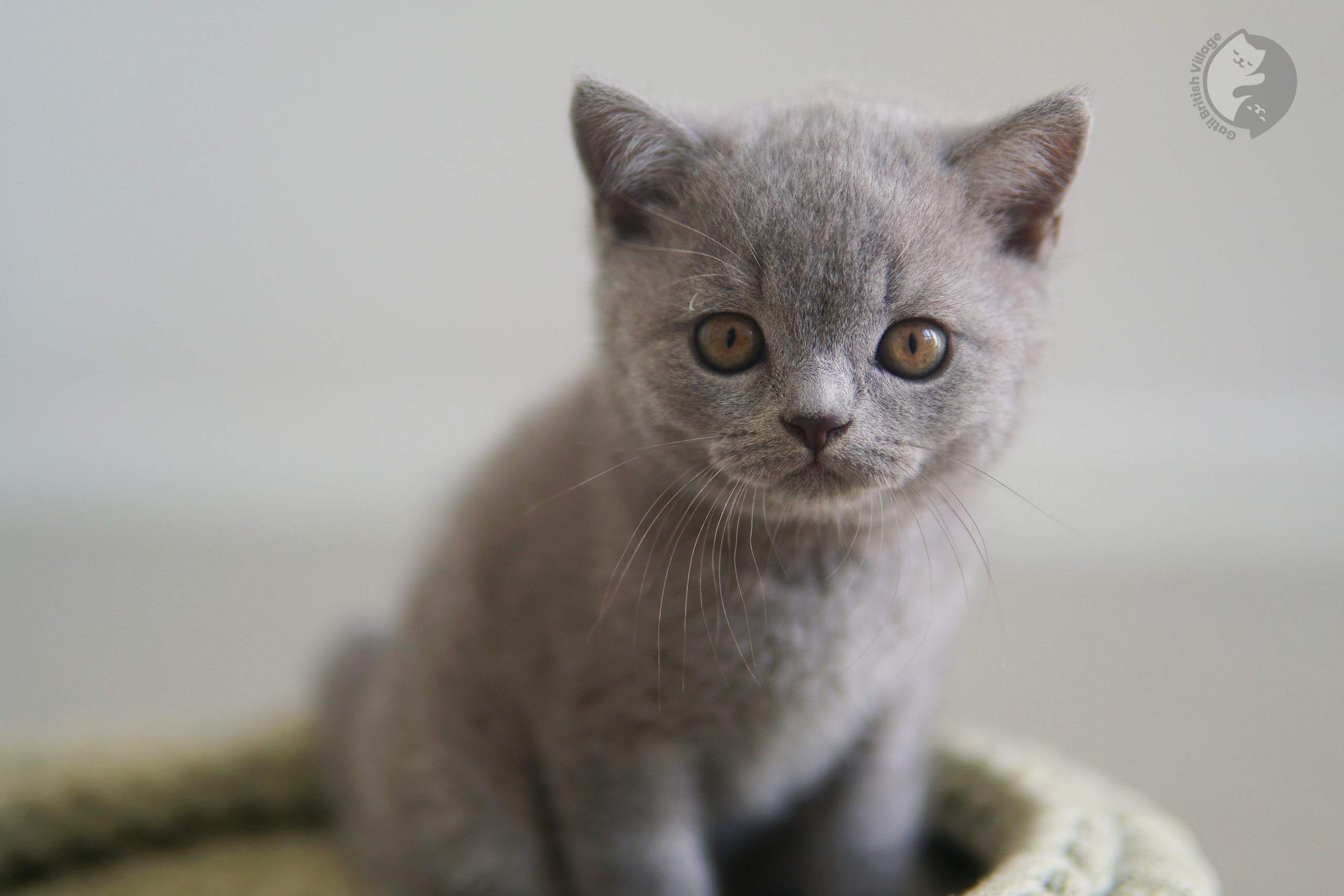 Filhote de British Shorthair