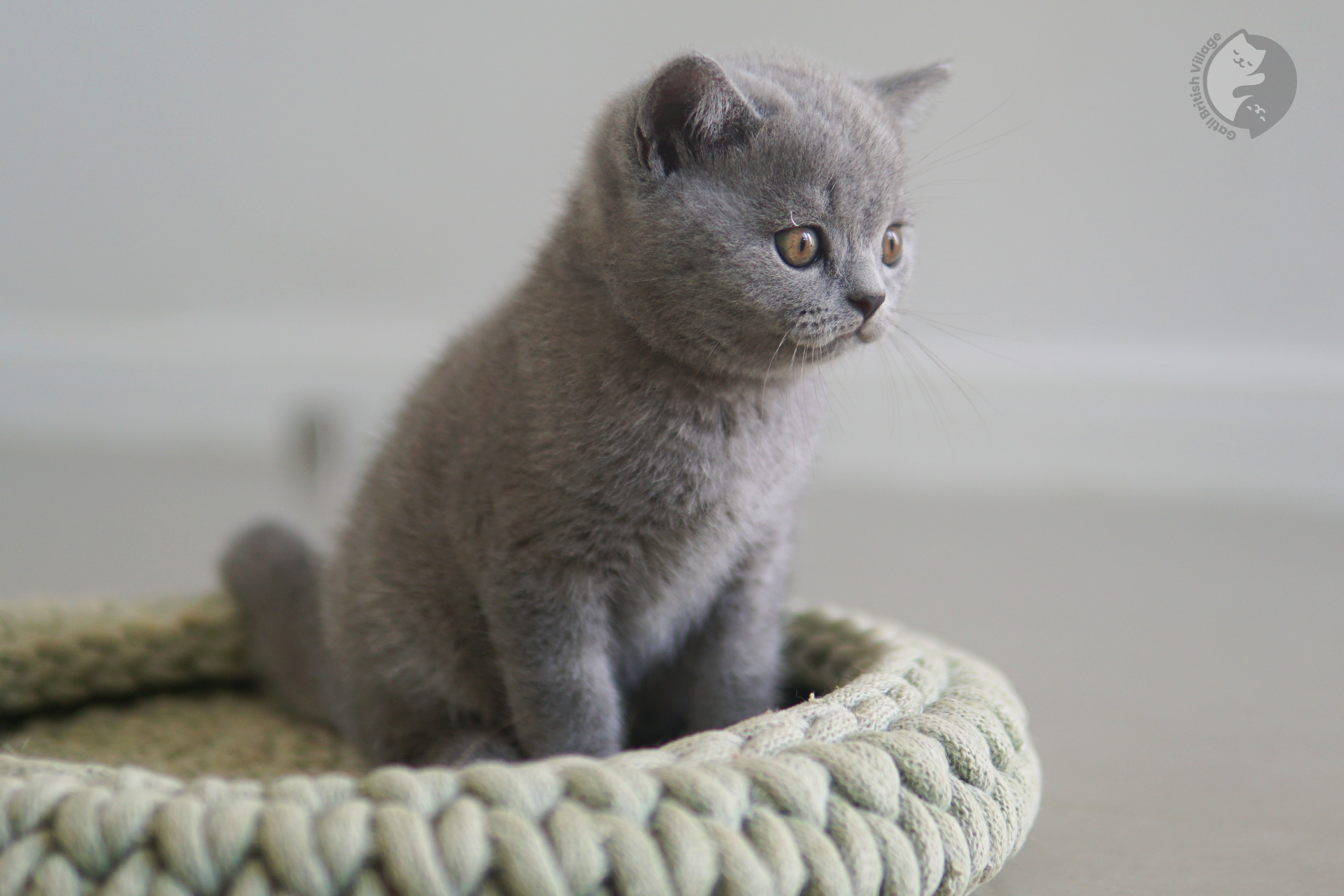 Filhote de British Shorthair