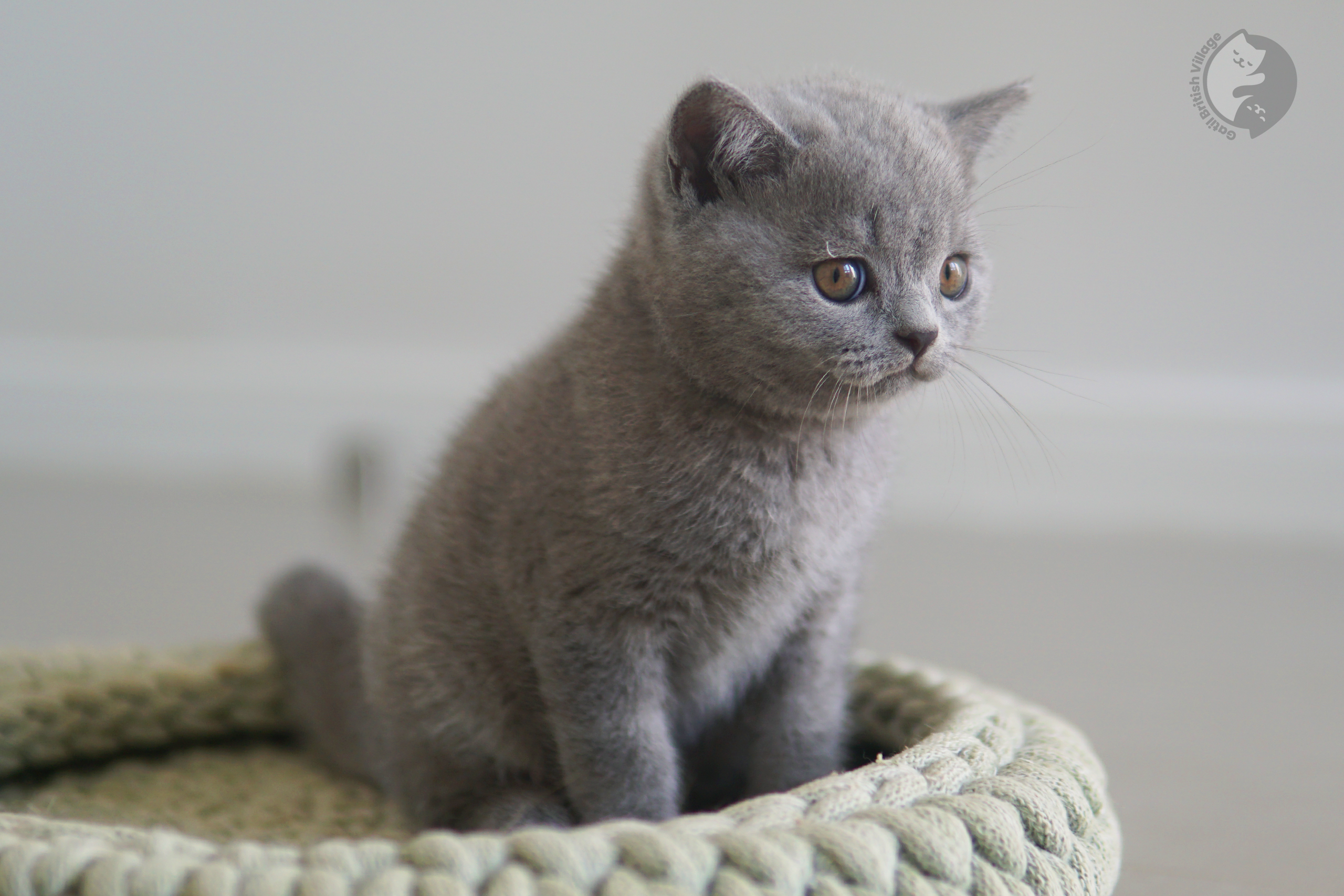 Filhote de British Shorthair