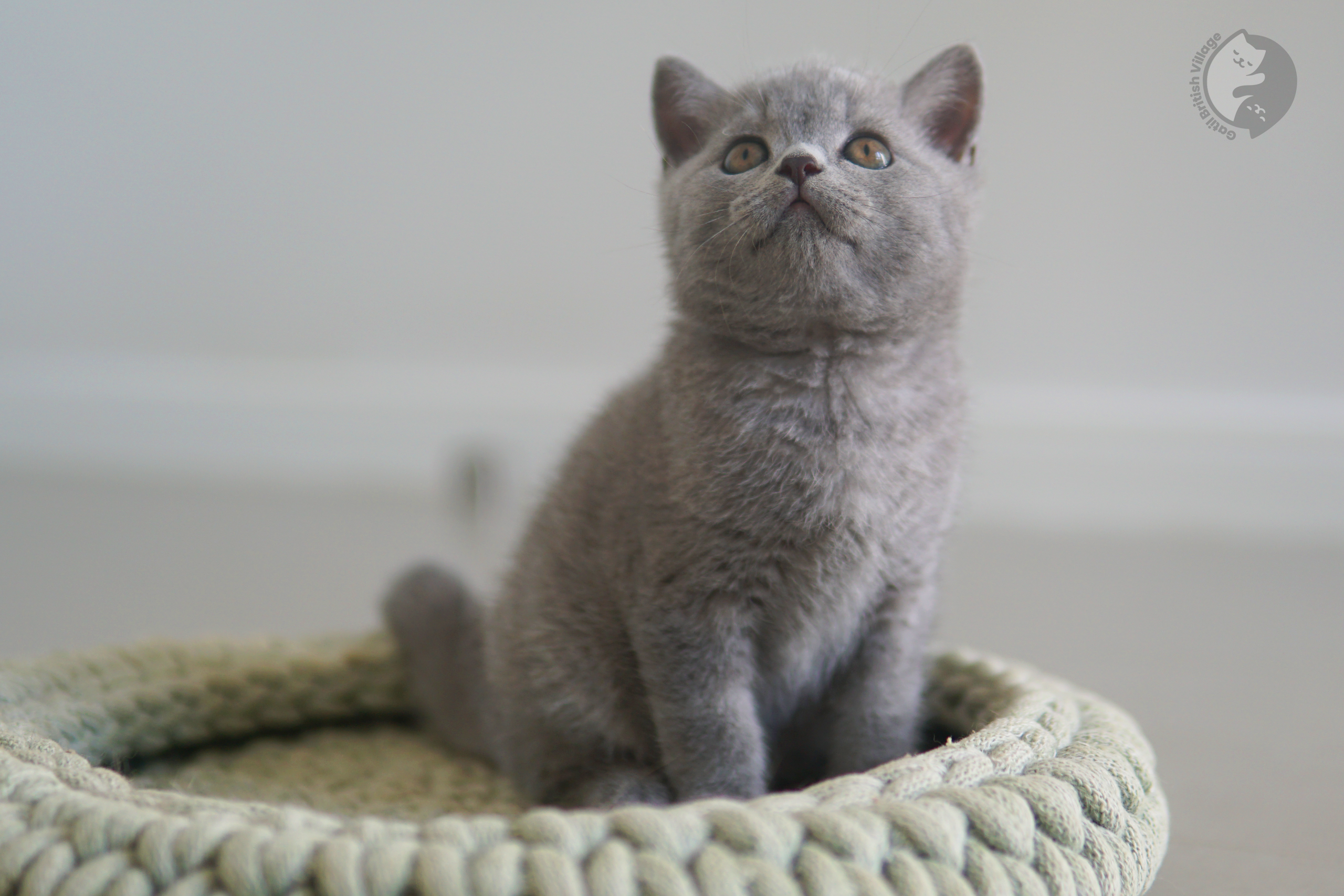 Filhote de British Shorthair