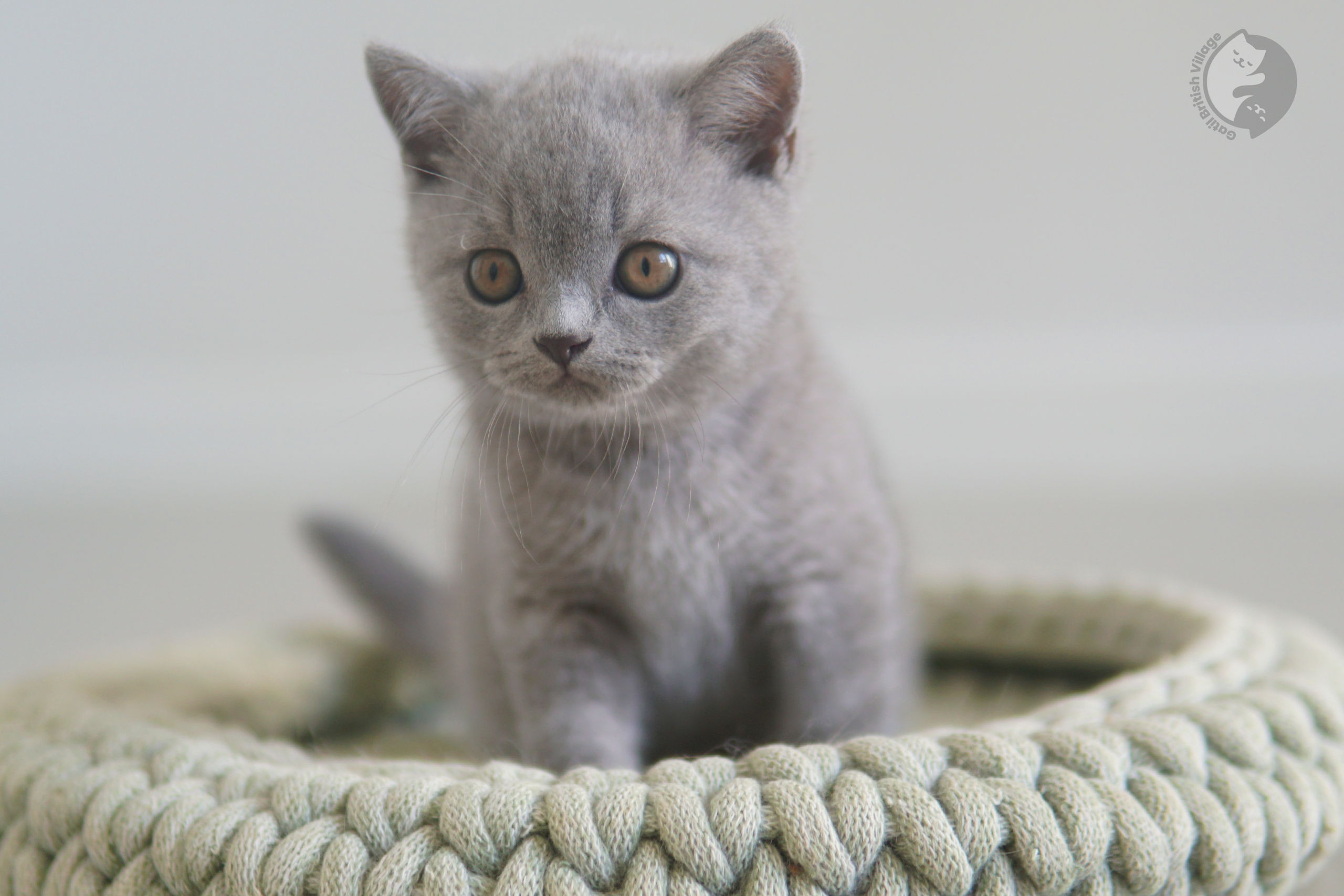 Filhote de British Shorthair