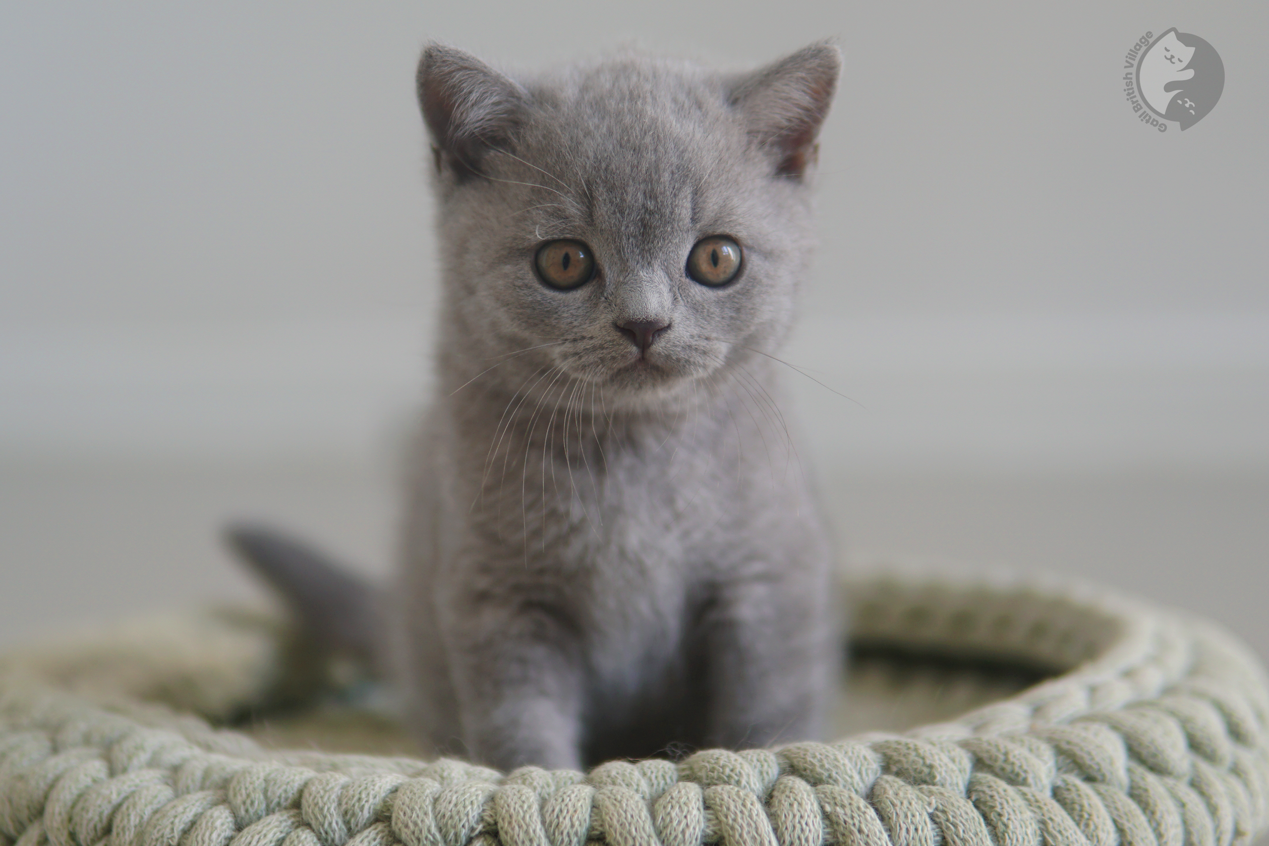 Filhote de British Shorthair