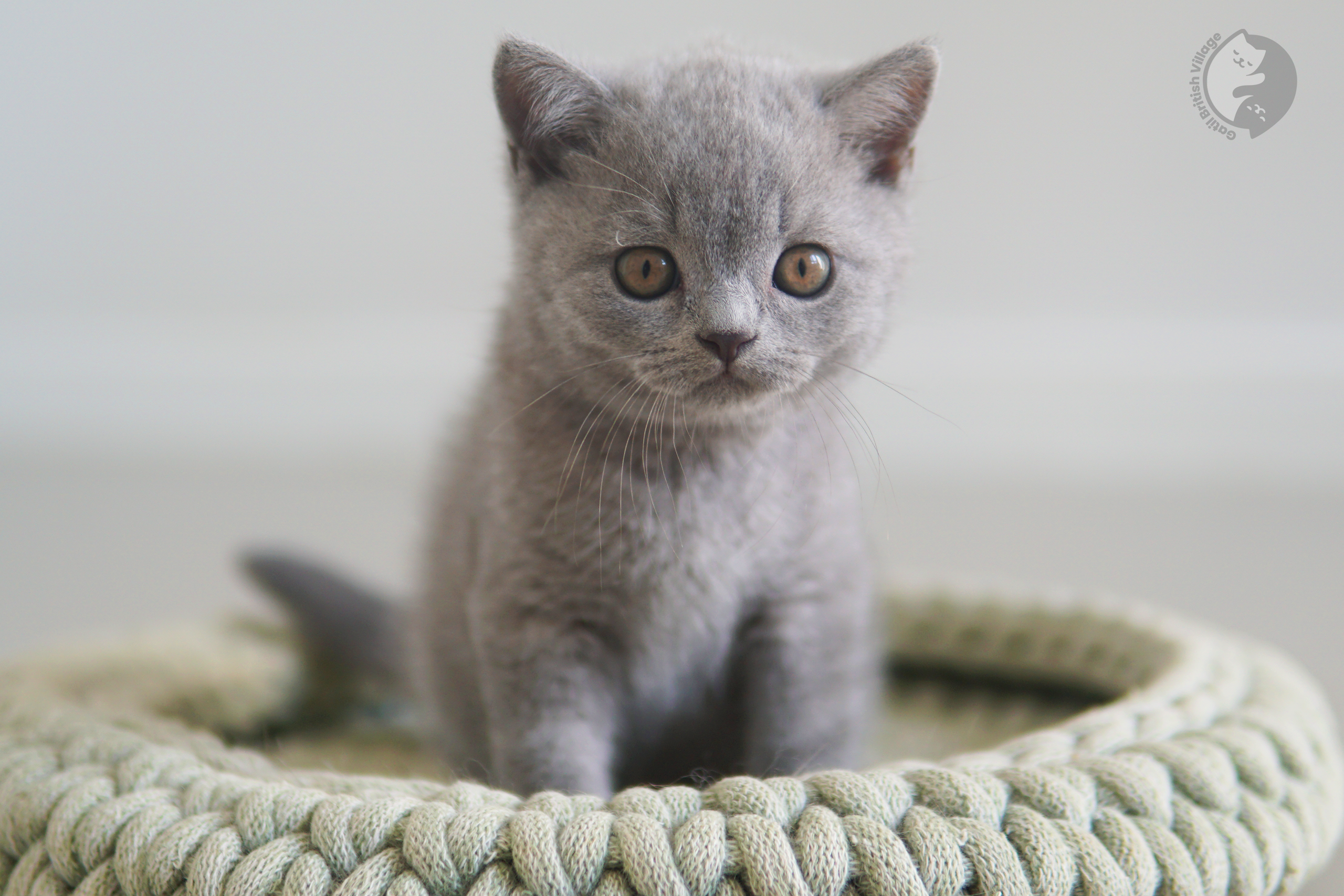 Filhote de British Shorthair