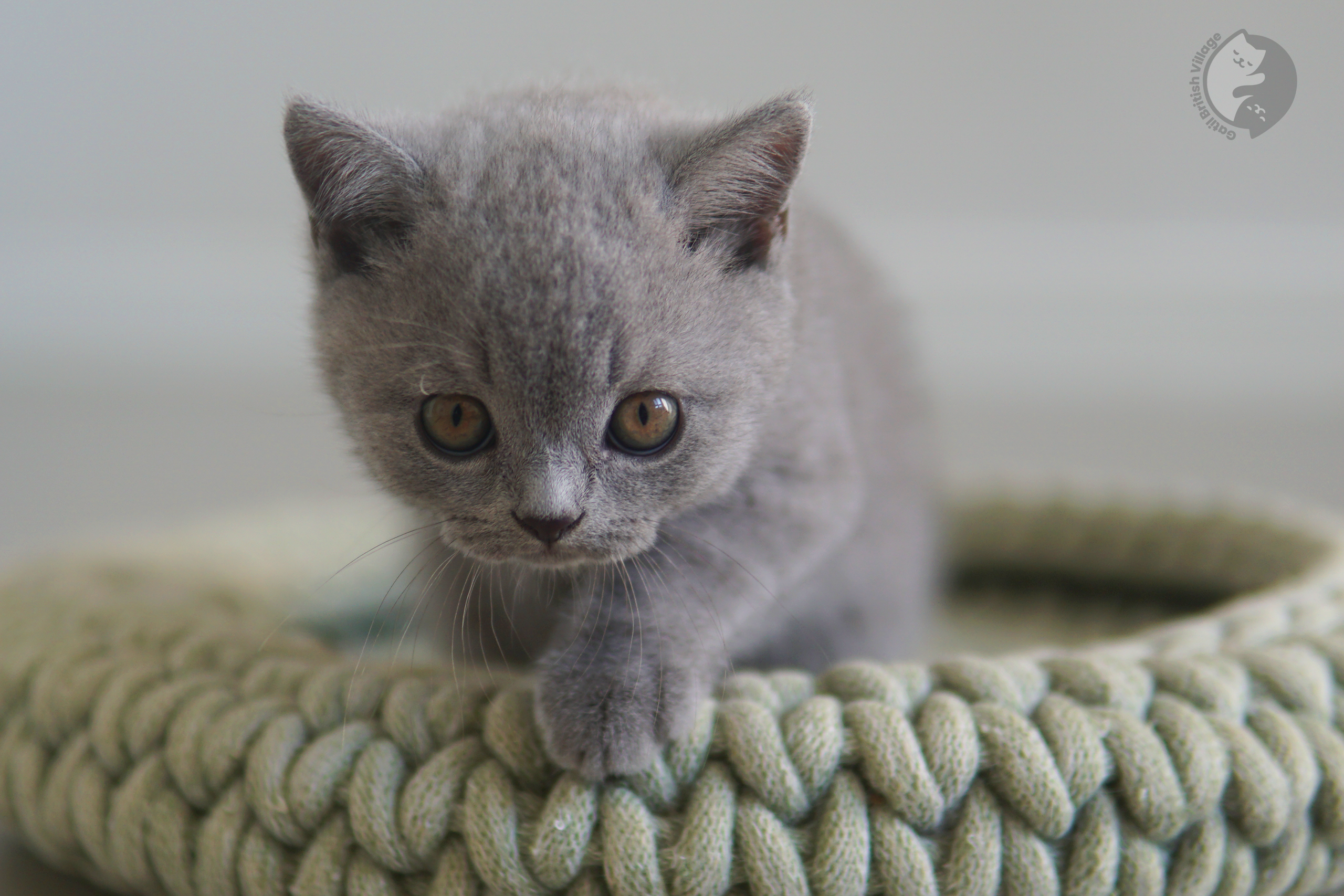 Filhote de British Shorthair