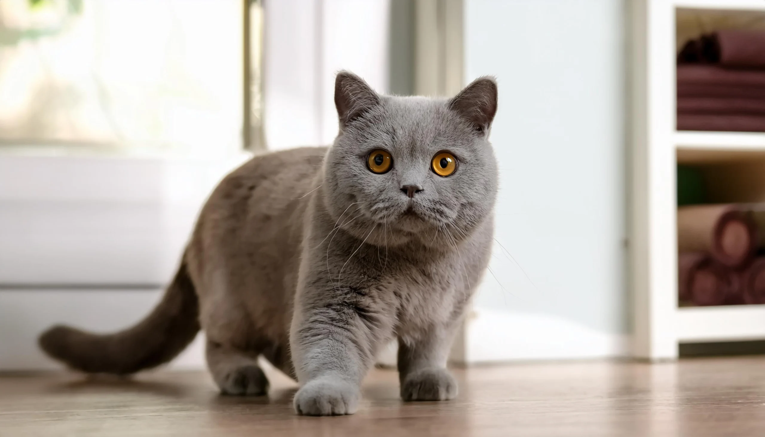 British Shorthair explorando novos ambientes