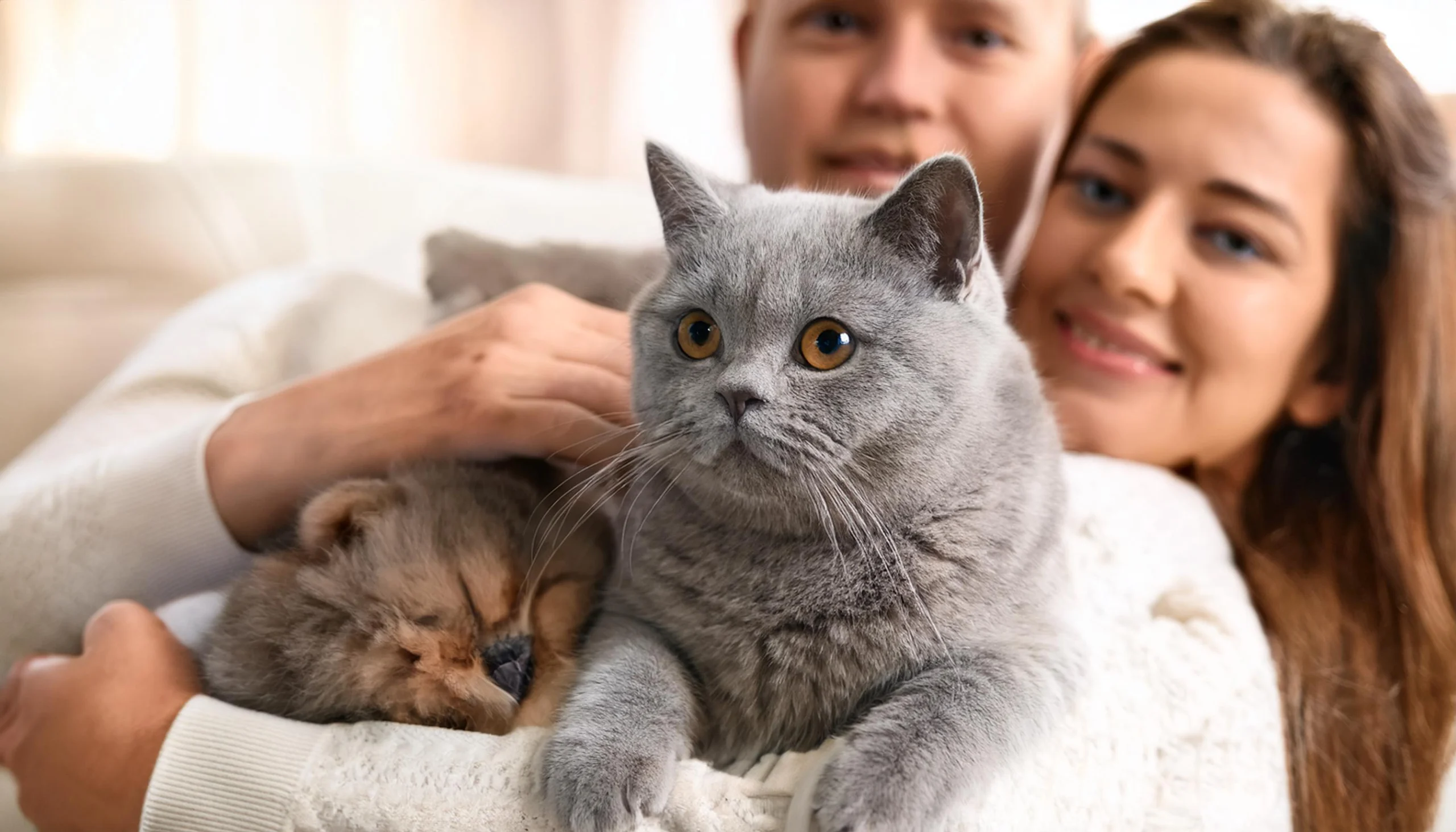 British Shorthair demonstrando afeto por sua família