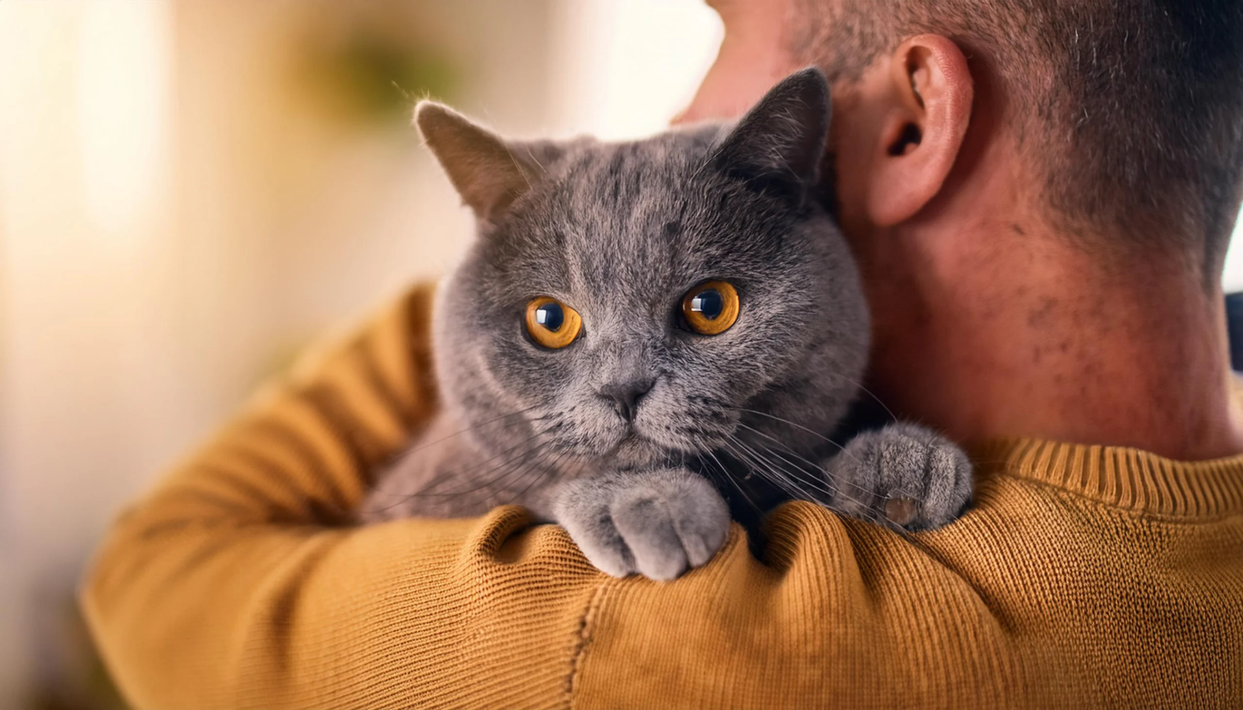 British Shorthair em um ambiente familiar