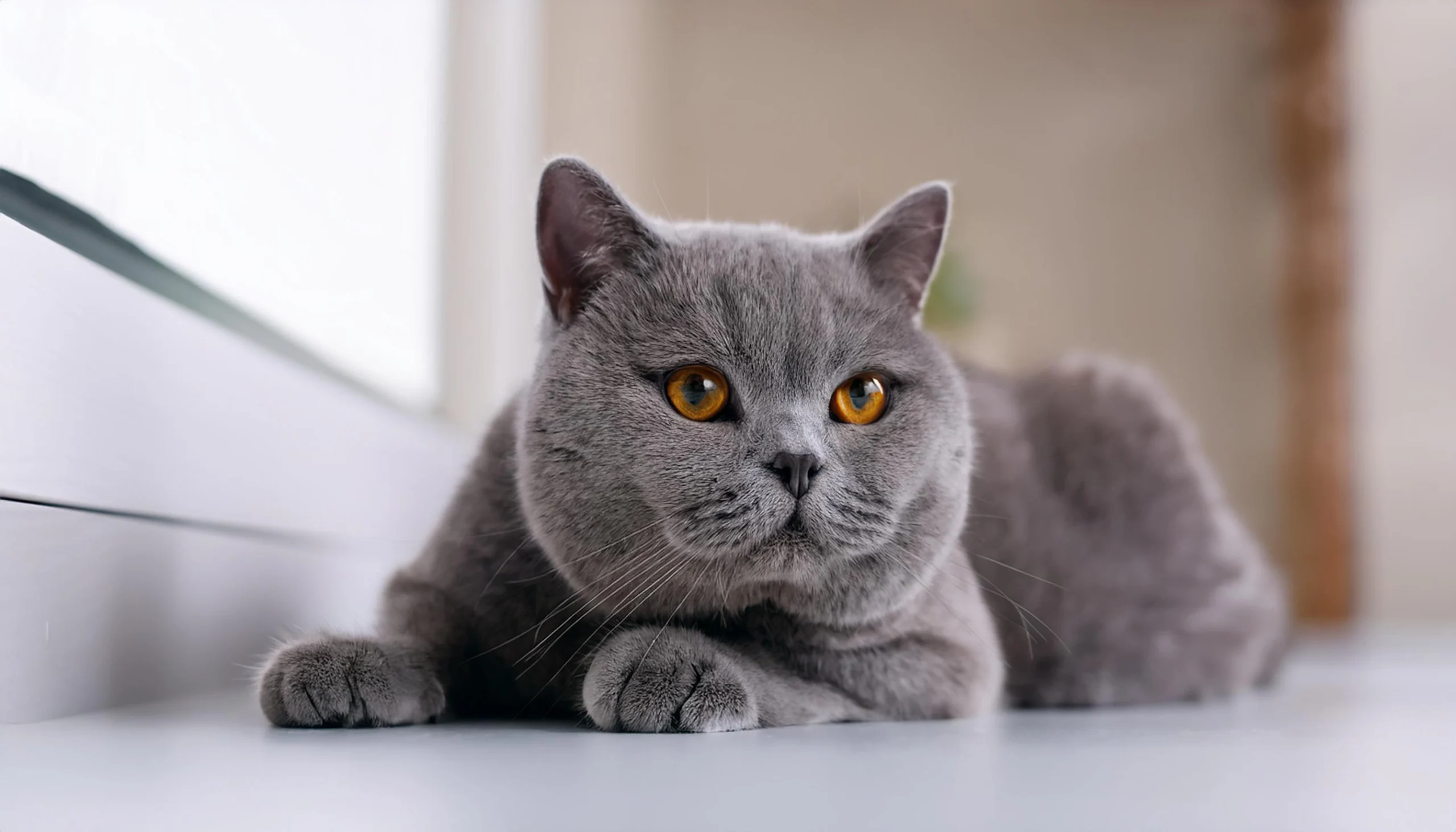 British Shorthair relaxando em um ambiente calmo