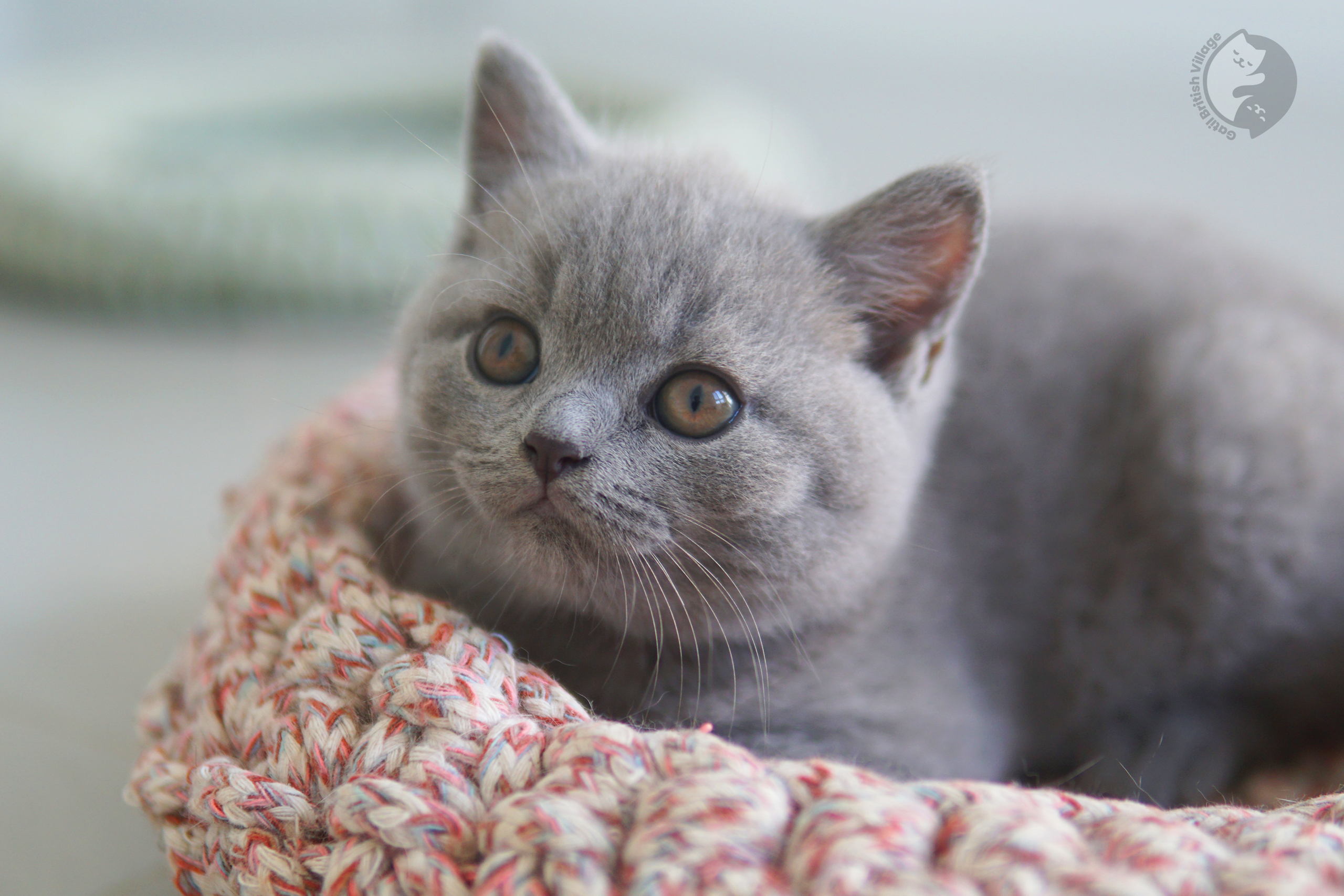 Filhote de British Shorthair