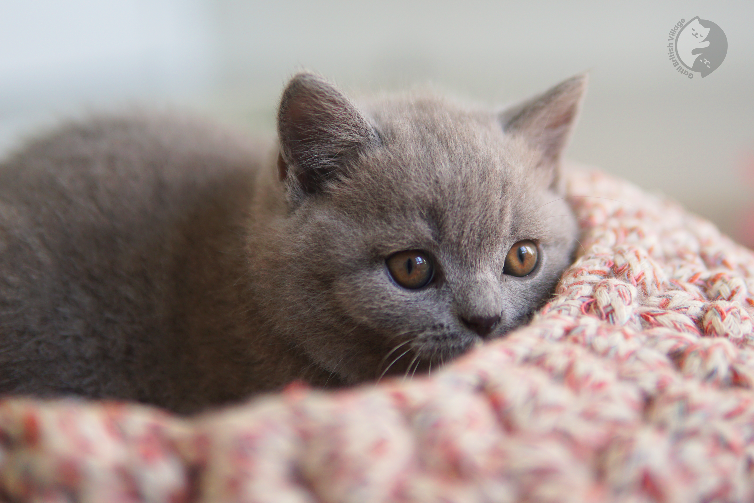 Filhote de British Shorthair