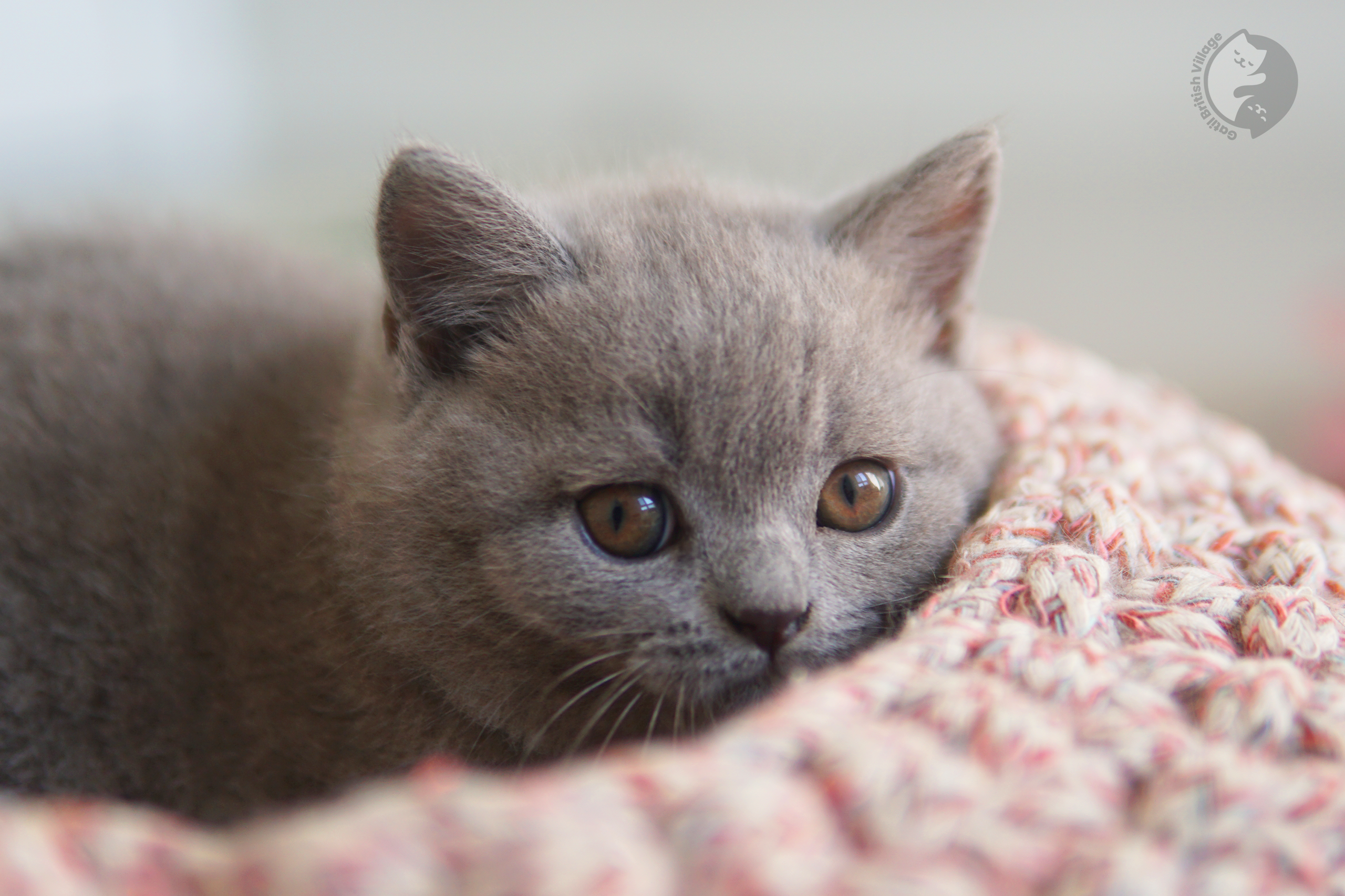 Filhote de British Shorthair