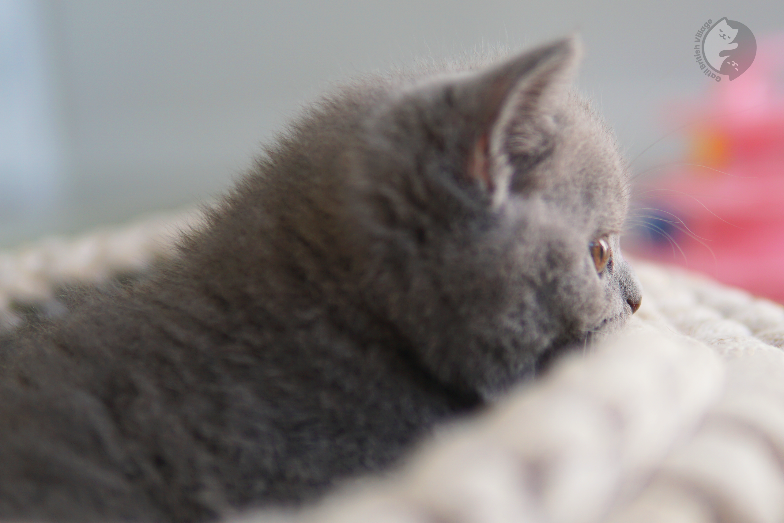 Filhote de British Shorthair