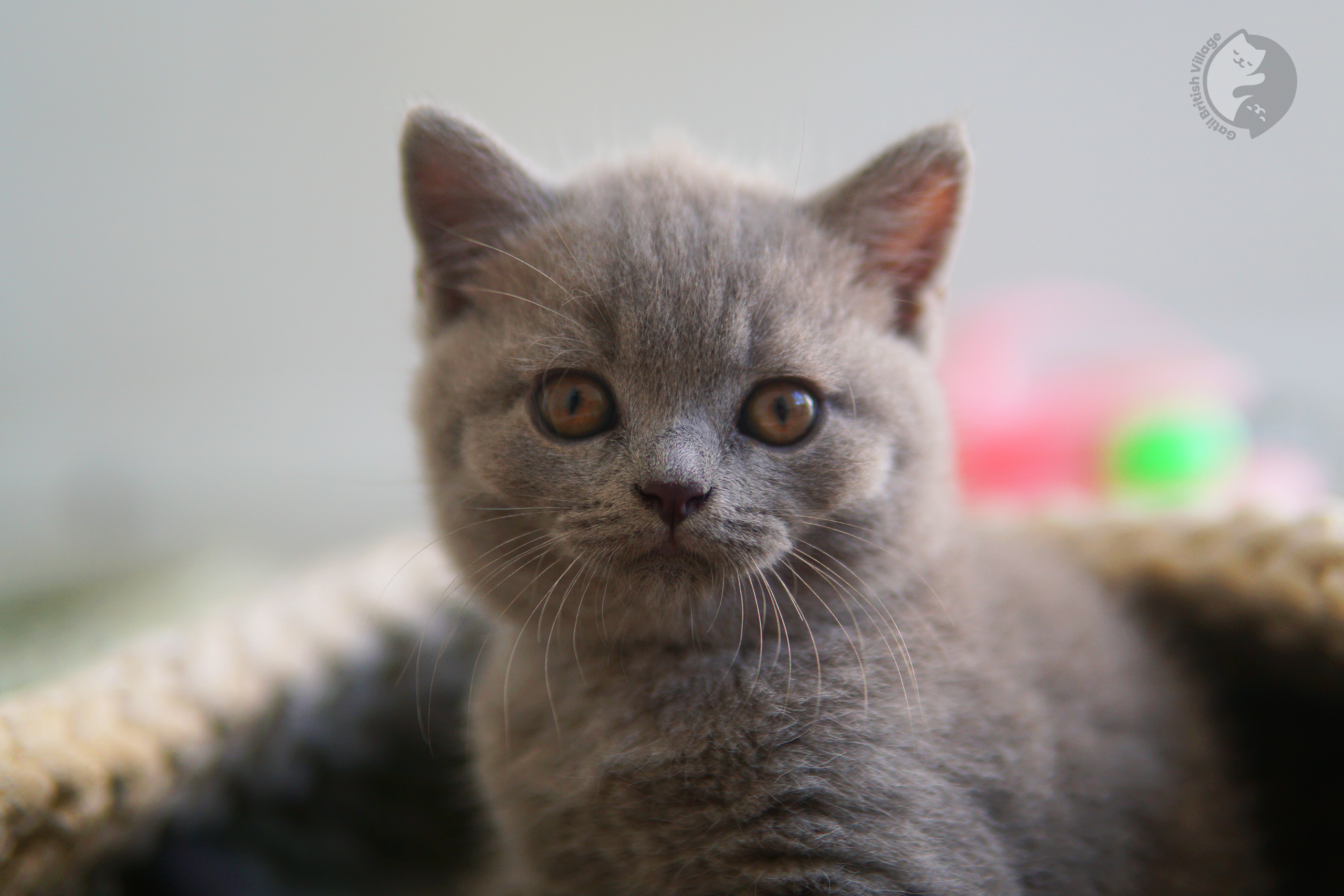 Filhote de British Shorthair