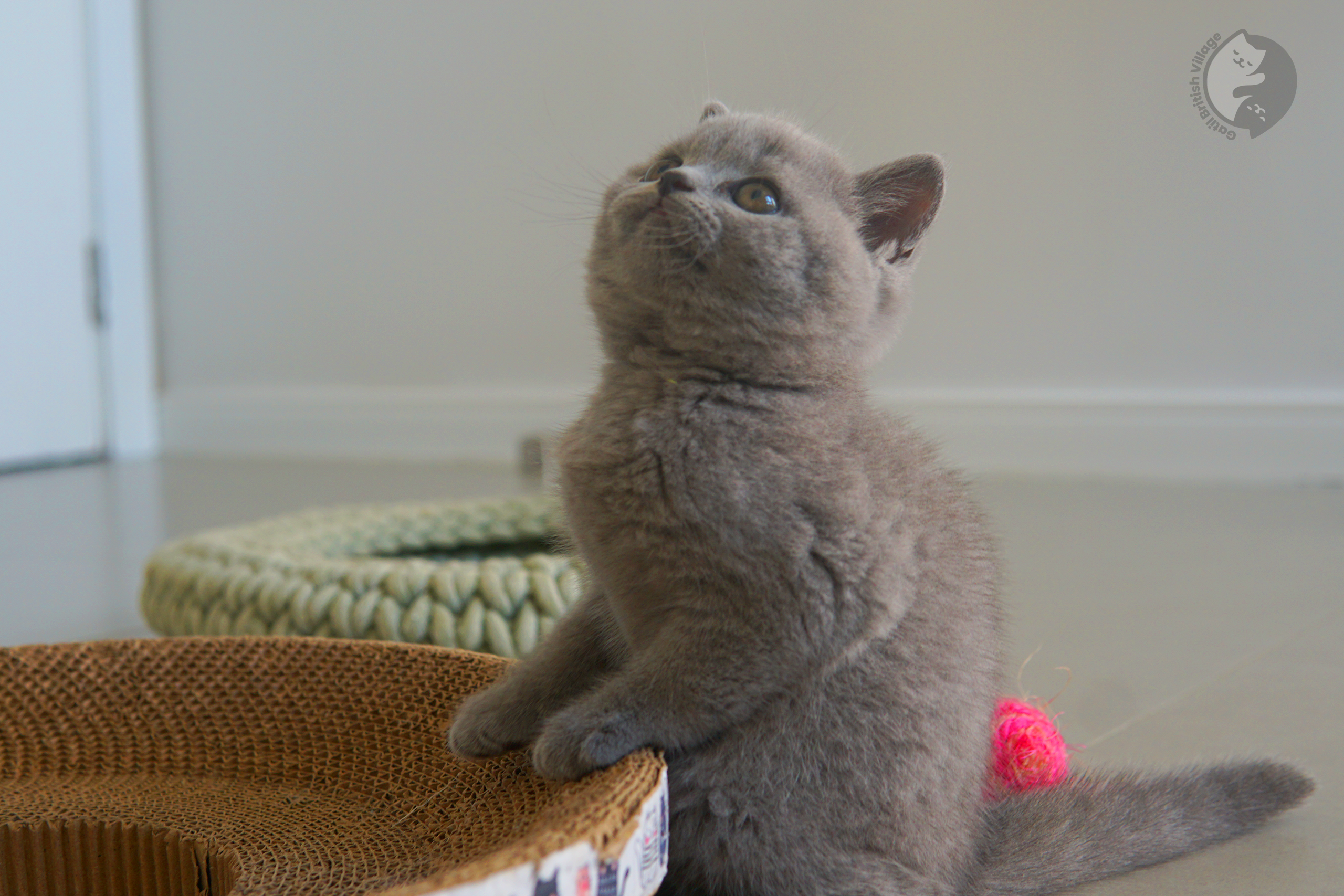 Filhote de British Shorthair