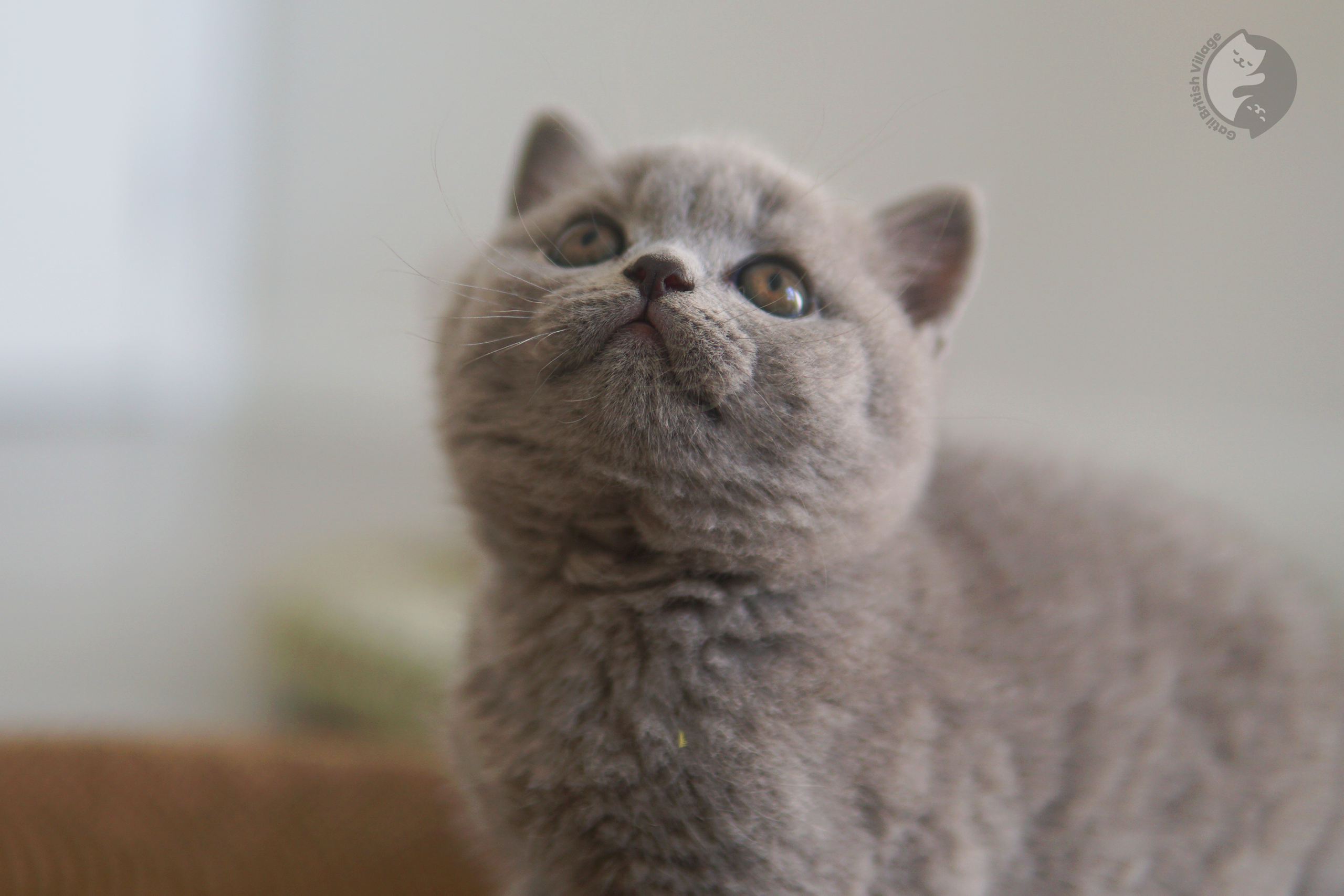 Filhote de British Shorthair