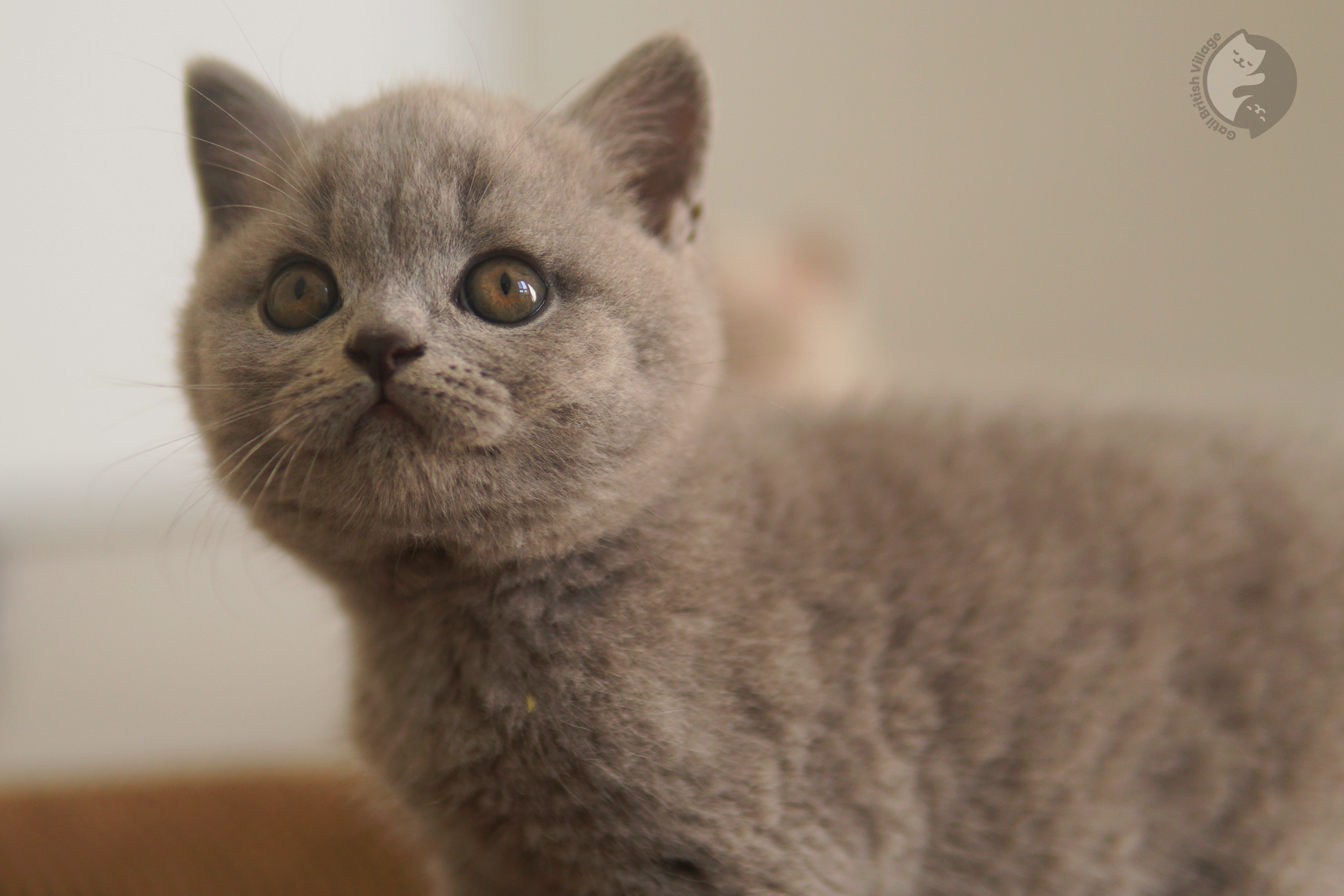 Filhote de British Shorthair