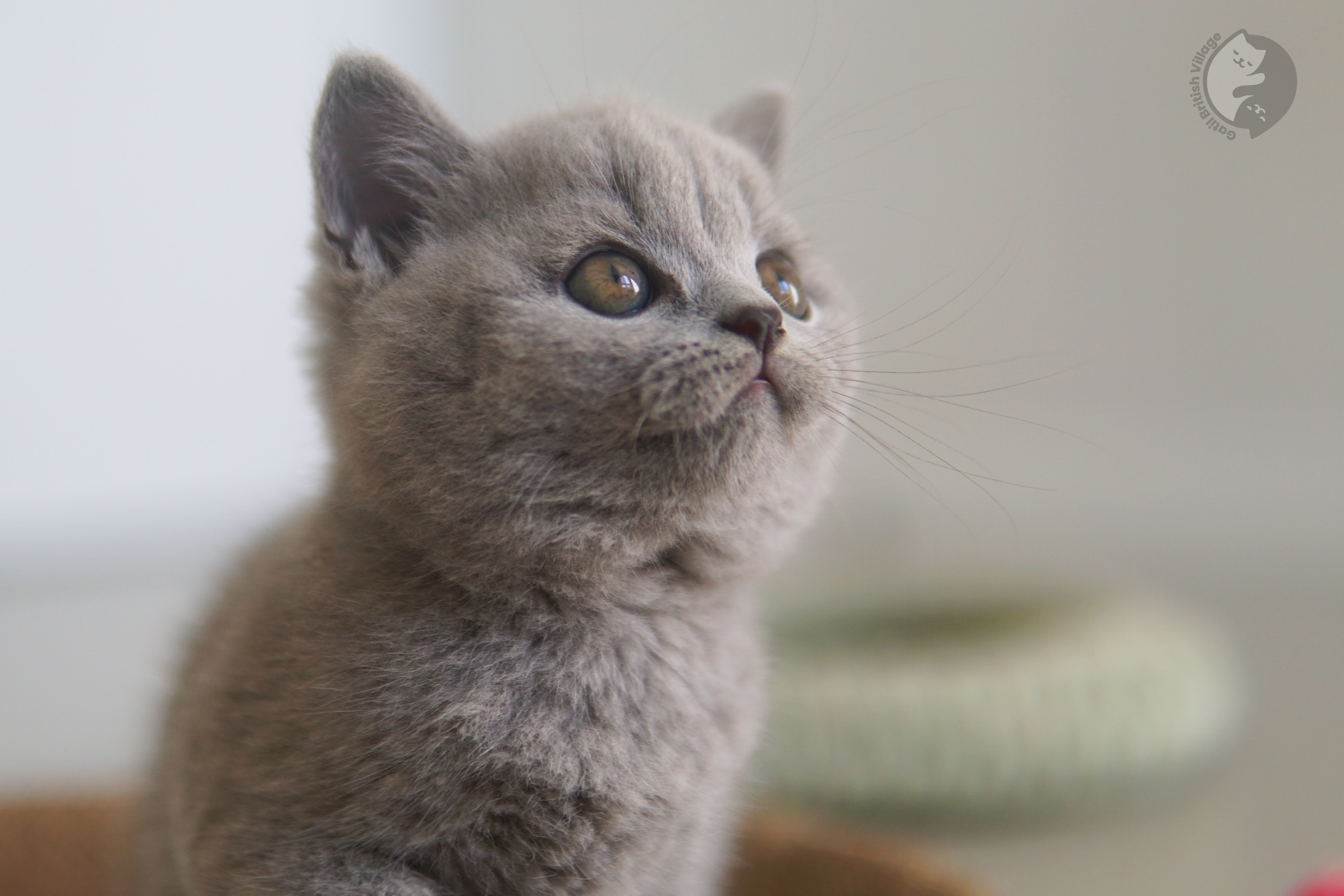 Filhote de British Shorthair