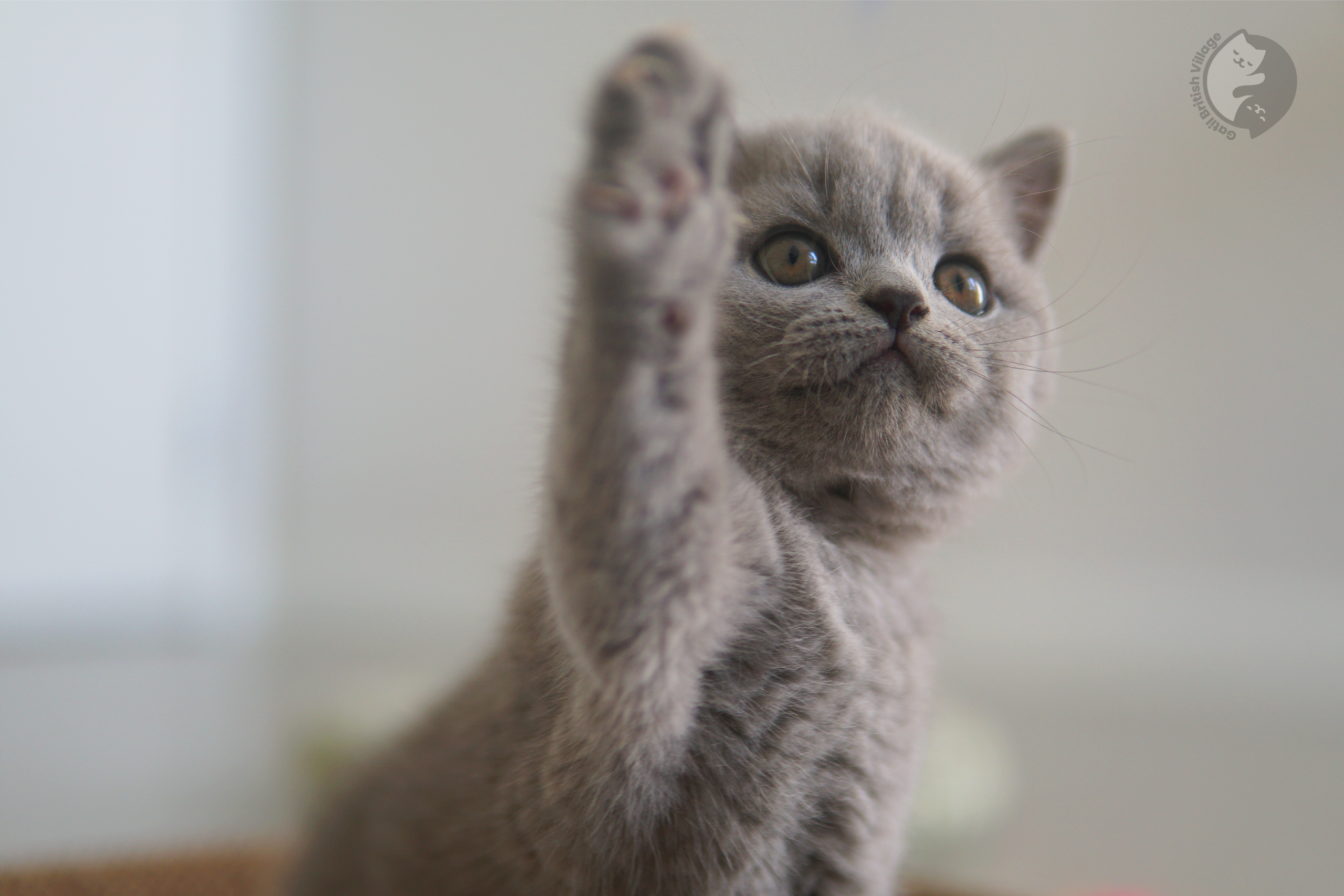 Filhote de British Shorthair